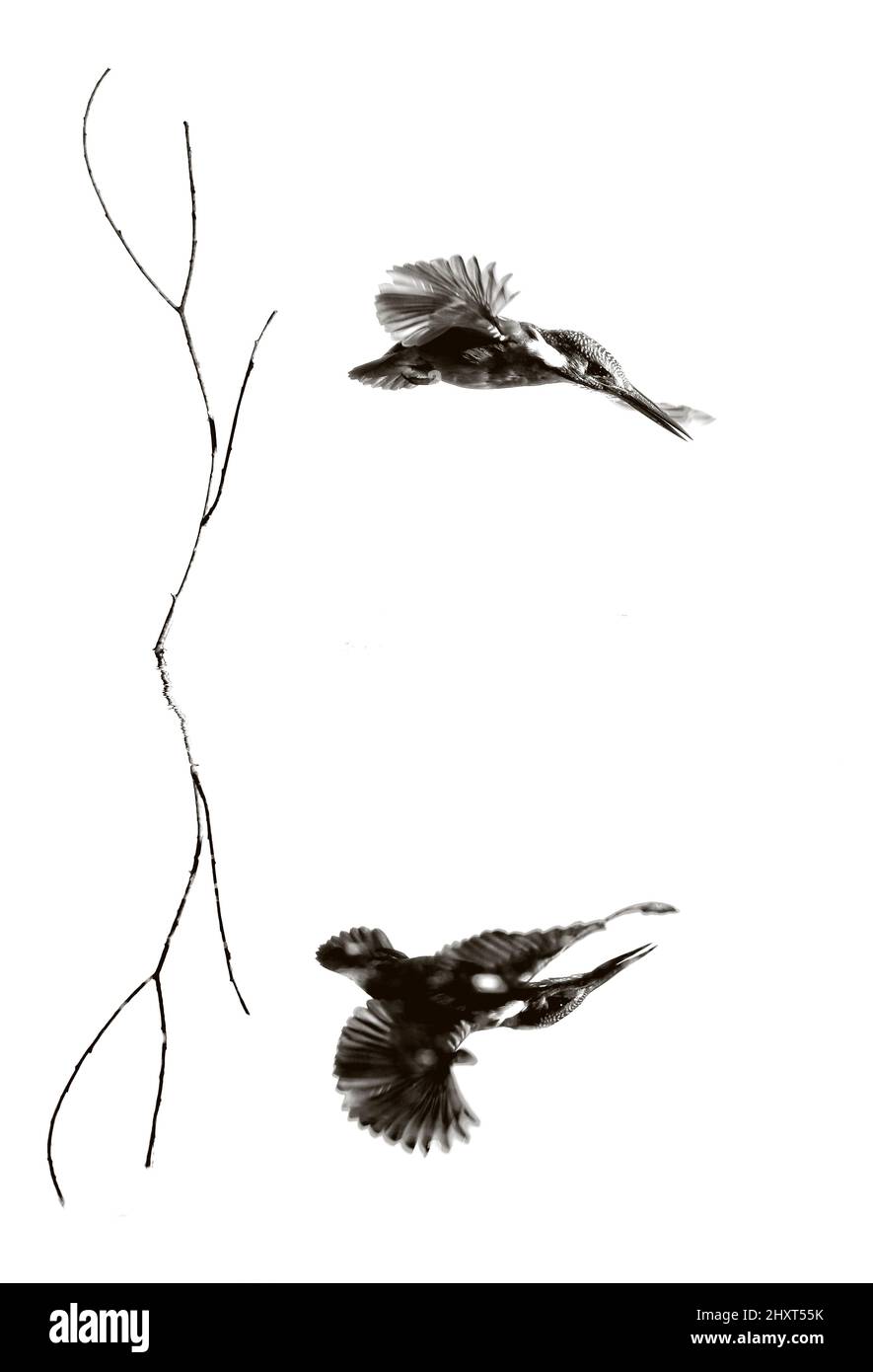 Vol de Kingfisher commun, Alcedo atthis, réfléchi sur l'eau pendant le vol, Salamanque, Castilla y Leon, Espagne Banque D'Images