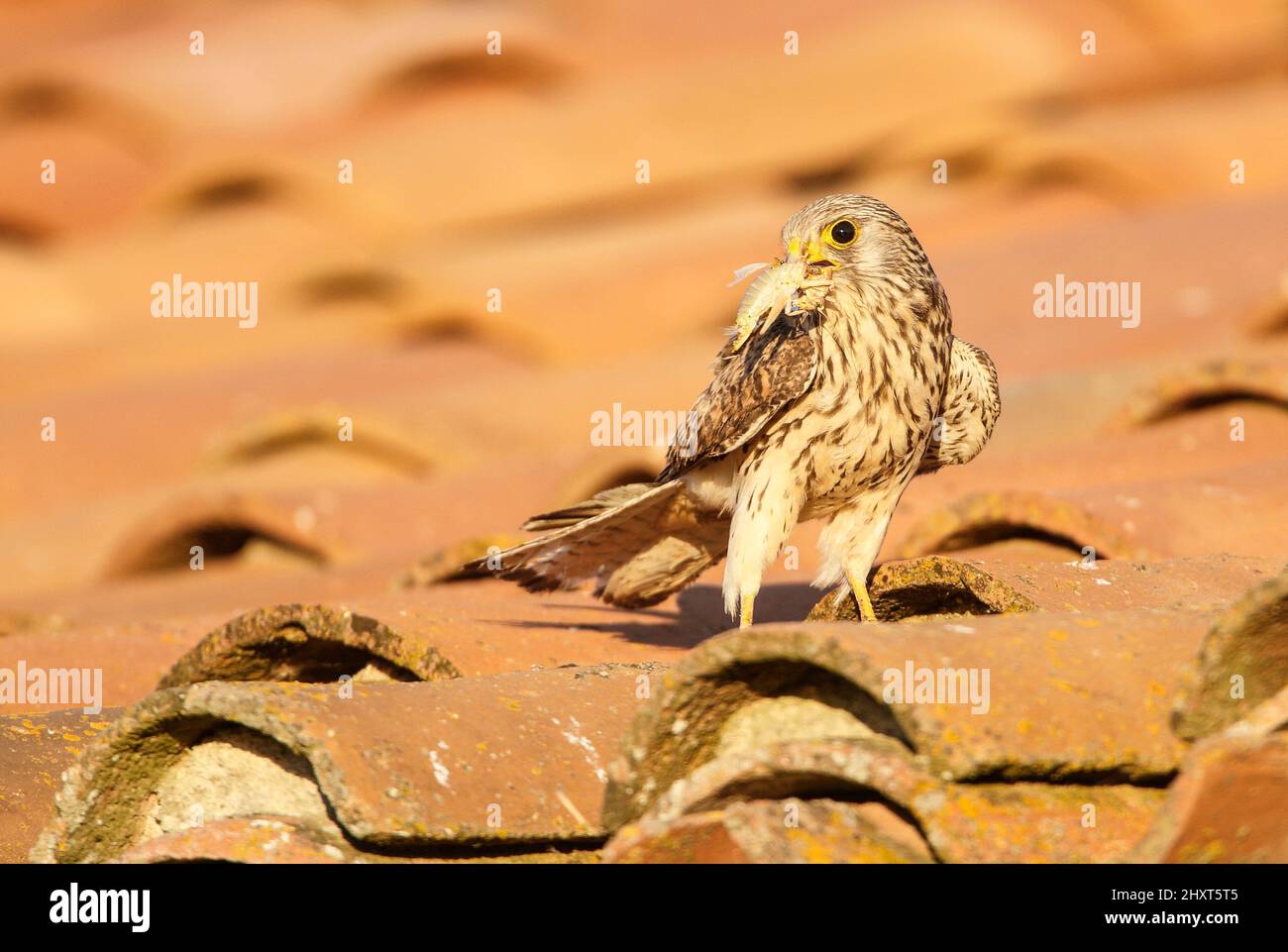 Petit kestrel avec proie, Falco naumanni, Espagne Banque D'Images