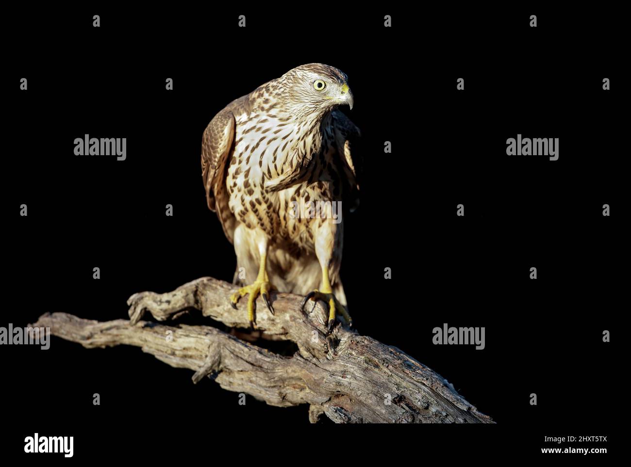 Palomon du Nord (Accipiter gentilis), Salamanque, Castilla y Leon, Espagne Banque D'Images