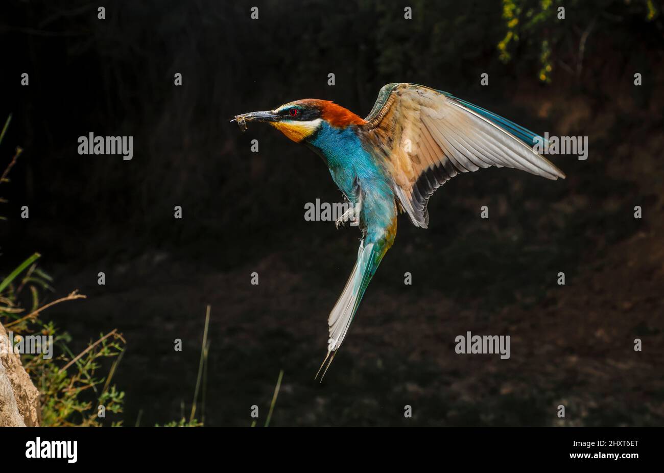 Mangeur d'abeilles européennes (Merops apiaster) avec proie sur le pic, Salamanque, Castilla y Leon, Espagne Banque D'Images