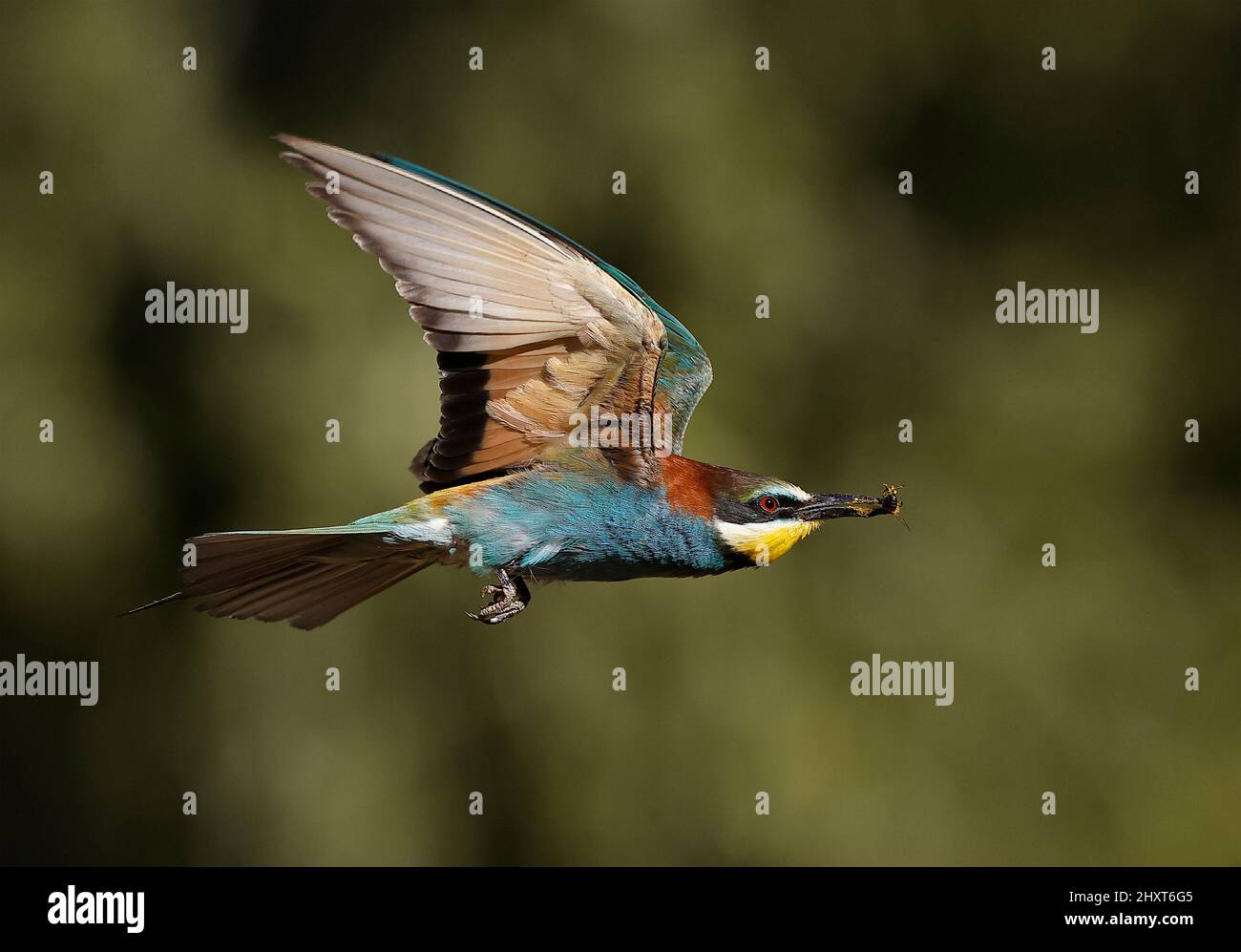 Mangeur d'abeilles européennes (Merops apiaster) avec proie sur le pic, Salamanque, Castilla y Leon, Espagne Banque D'Images