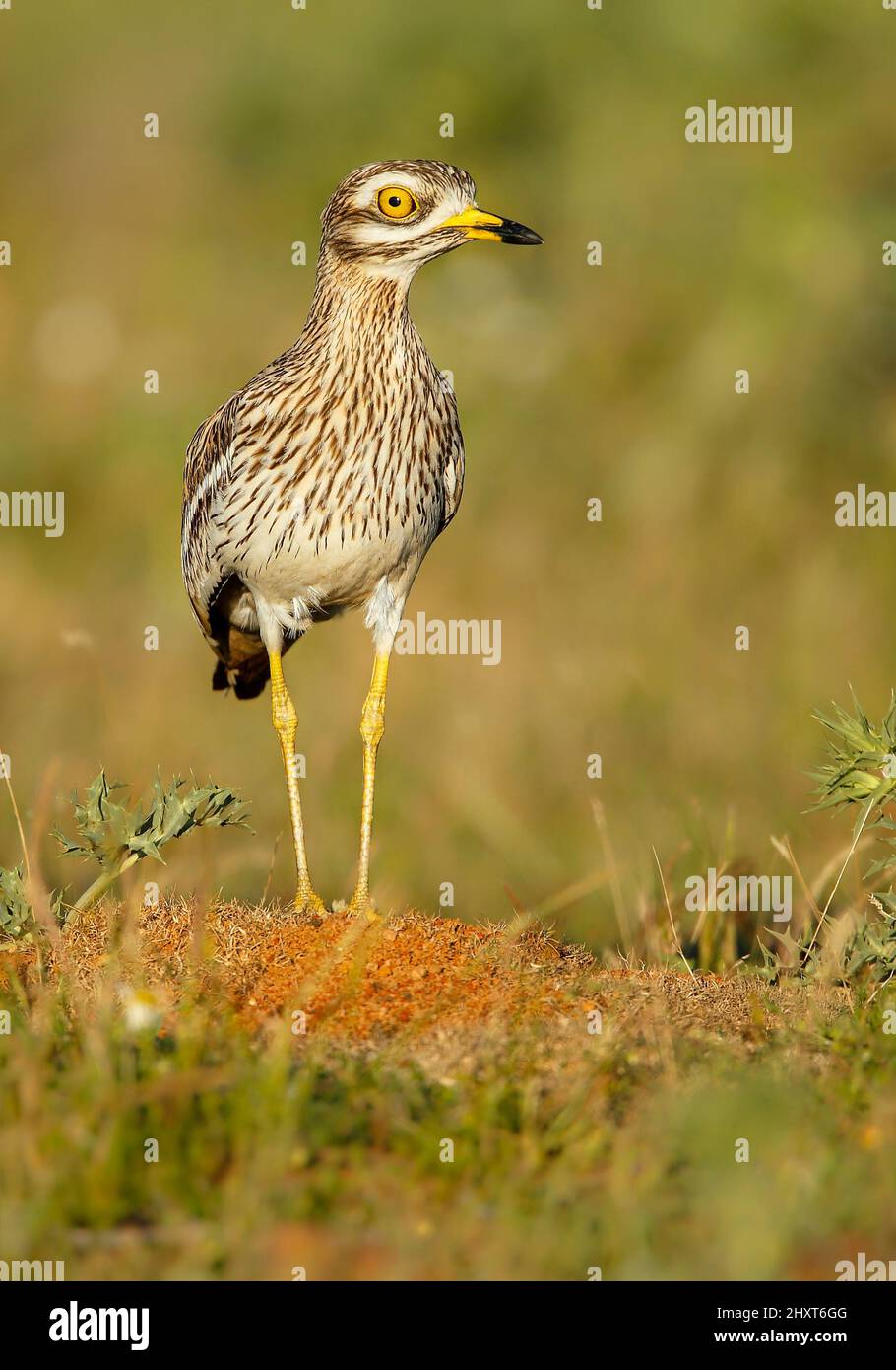 Pierre-à-coursier eurasien (Burhinus oedicnemus), Salamanque, Castilla y Leon, Espagne Banque D'Images