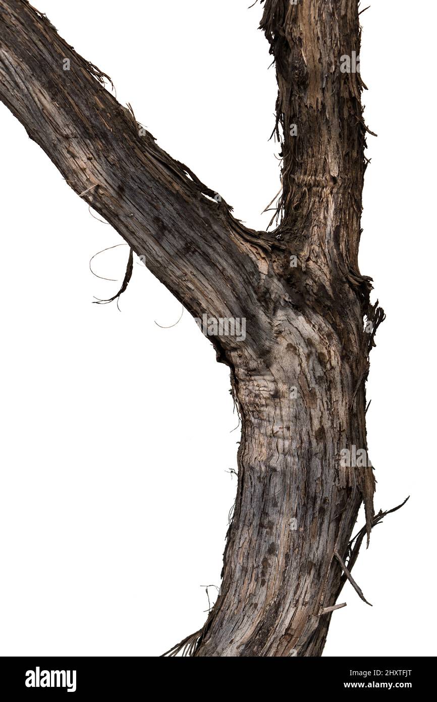 tronc de vignoble, tronc d'un vieux vignoble en gros plan, sur fond blanc, isolé Banque D'Images