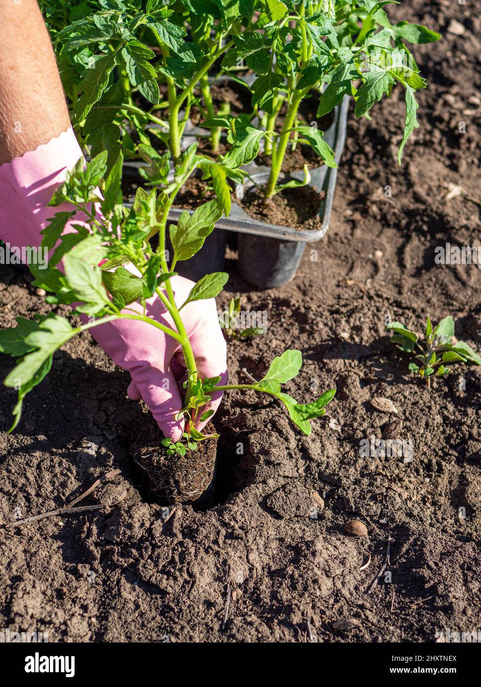 jeunes plants de tomates à la main cultivant des tomates biologiques scène agricole Banque D'Images