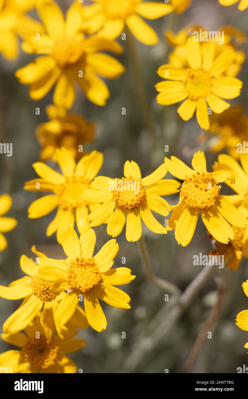 Inflorescences de tête de racémose à fleurs jaunes de Eriophyllum lanatum, Asteraceae, plante herbacée vivace indigène dans les montagnes de San Bernardino, été. Banque D'Images