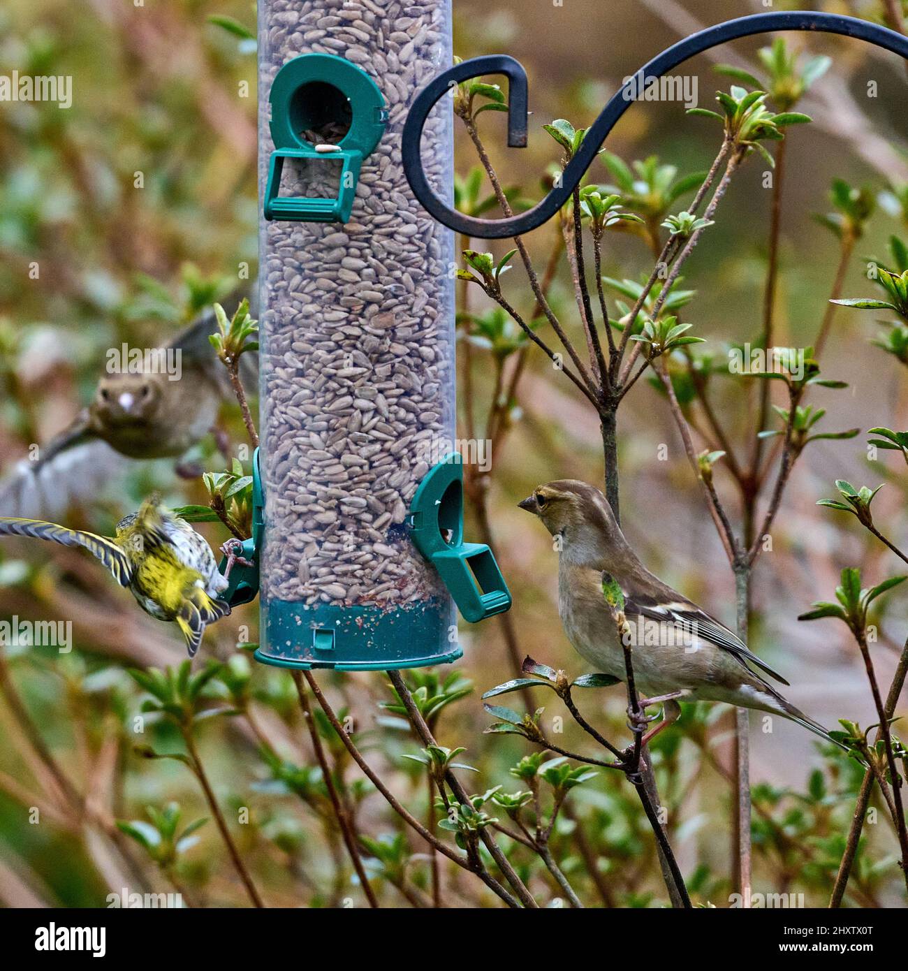 Petits oiseaux sur un mangeoire Banque D'Images