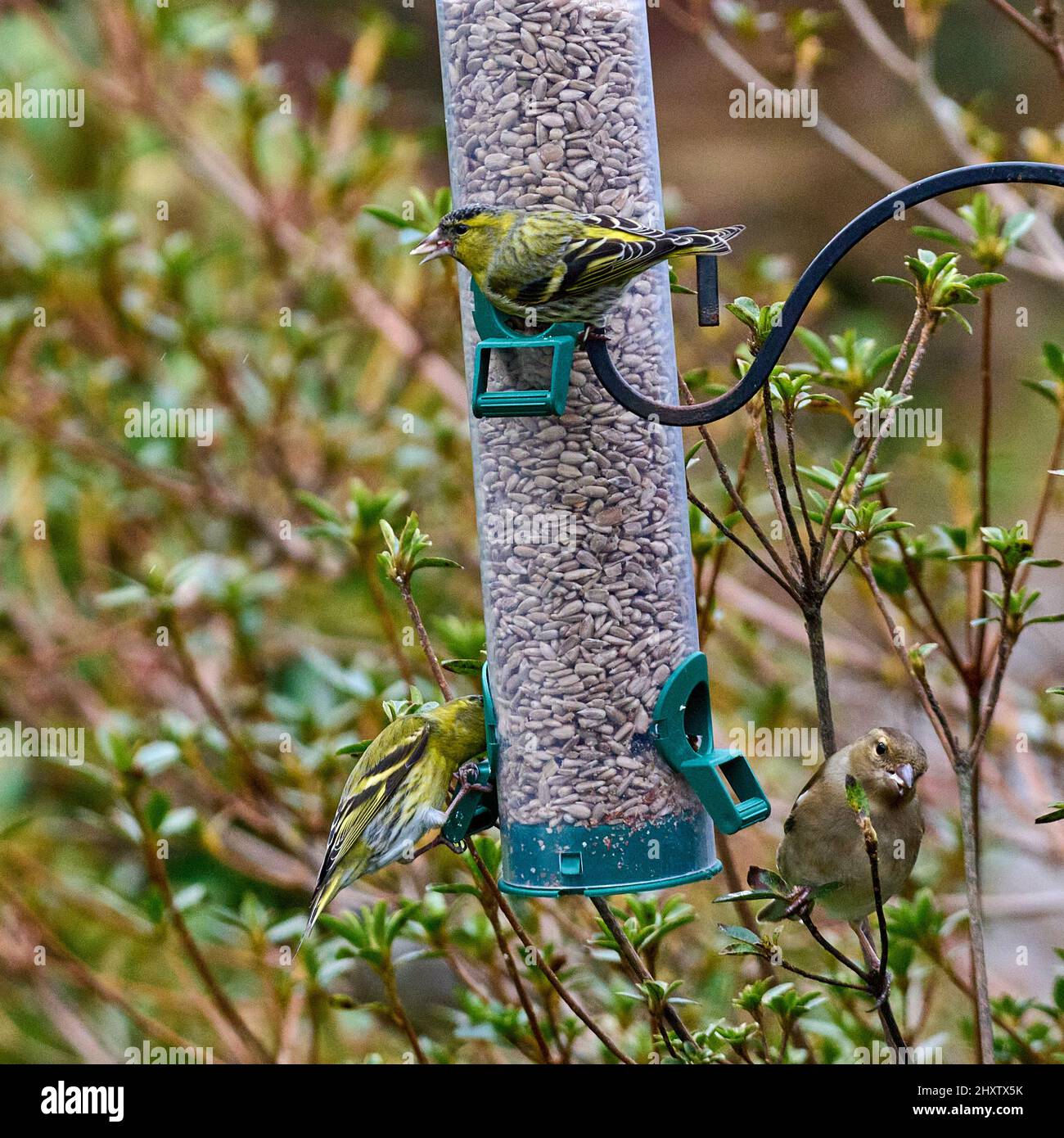 Siskins sur un chargeur Banque D'Images
