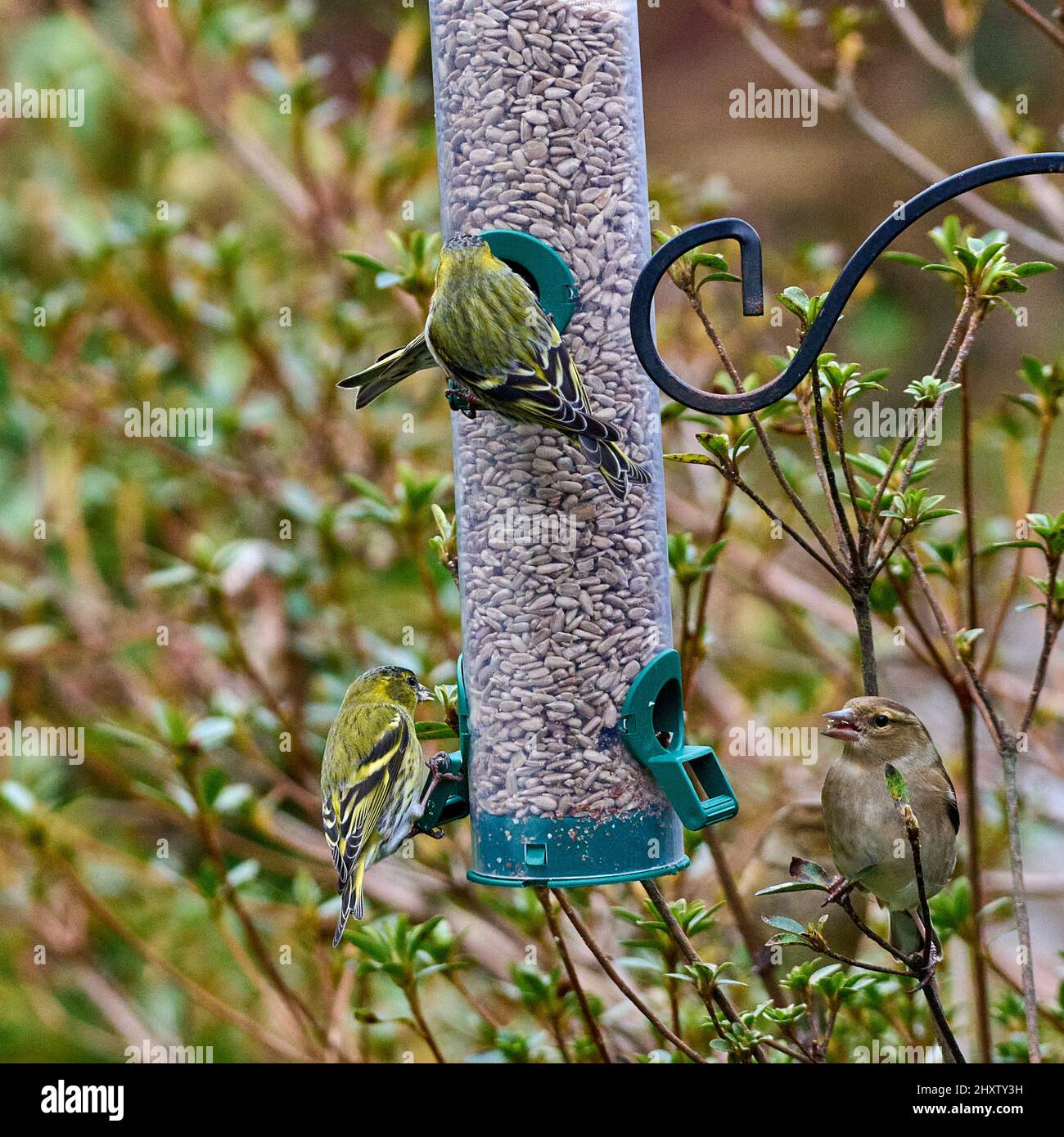 Siskins sur un chargeur Banque D'Images