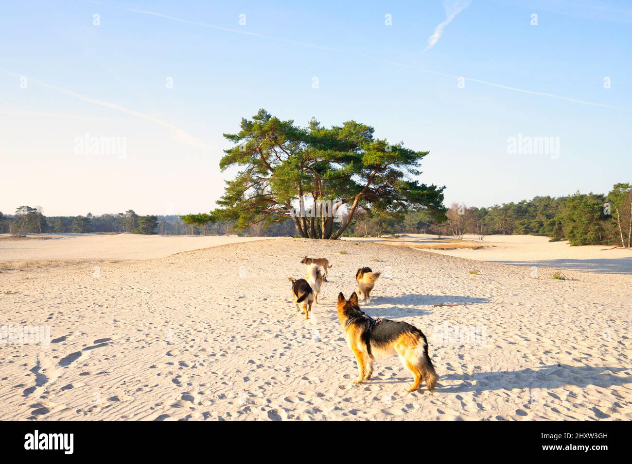 Paysage Soesterduinen au lever du soleil avec un paquet de chiens de berger allemands avec un magnifique solitaire Scots PIN, Pinus sylvestris, Banque D'Images