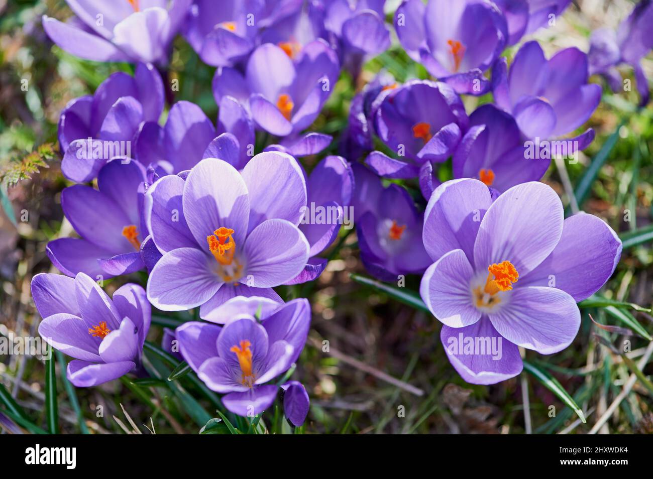 Le crocus de printemps violet fleuit en mars sur un pré Banque D'Images