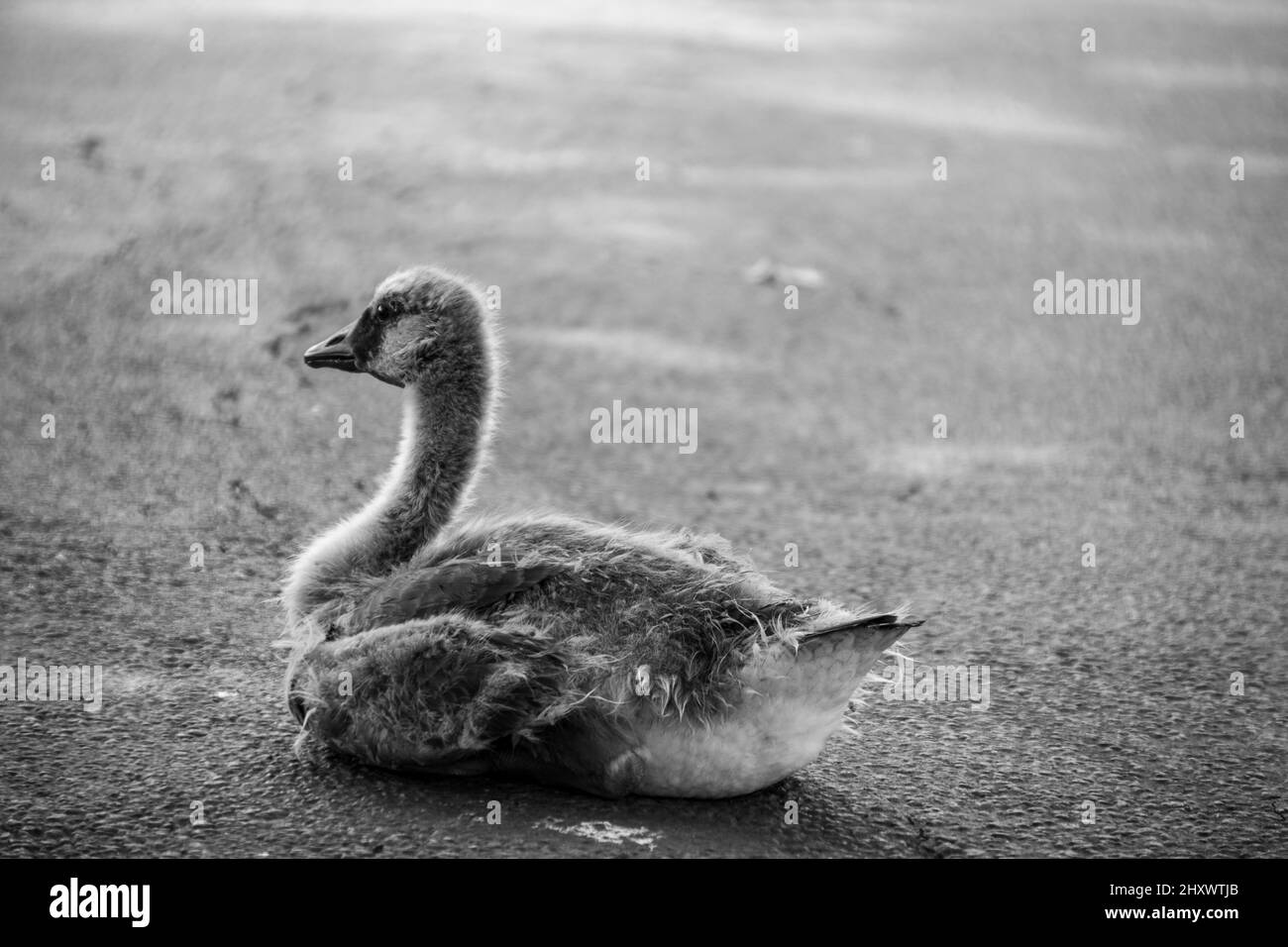 Photo noir et blanc d'une petite oie dans un parc Banque D'Images