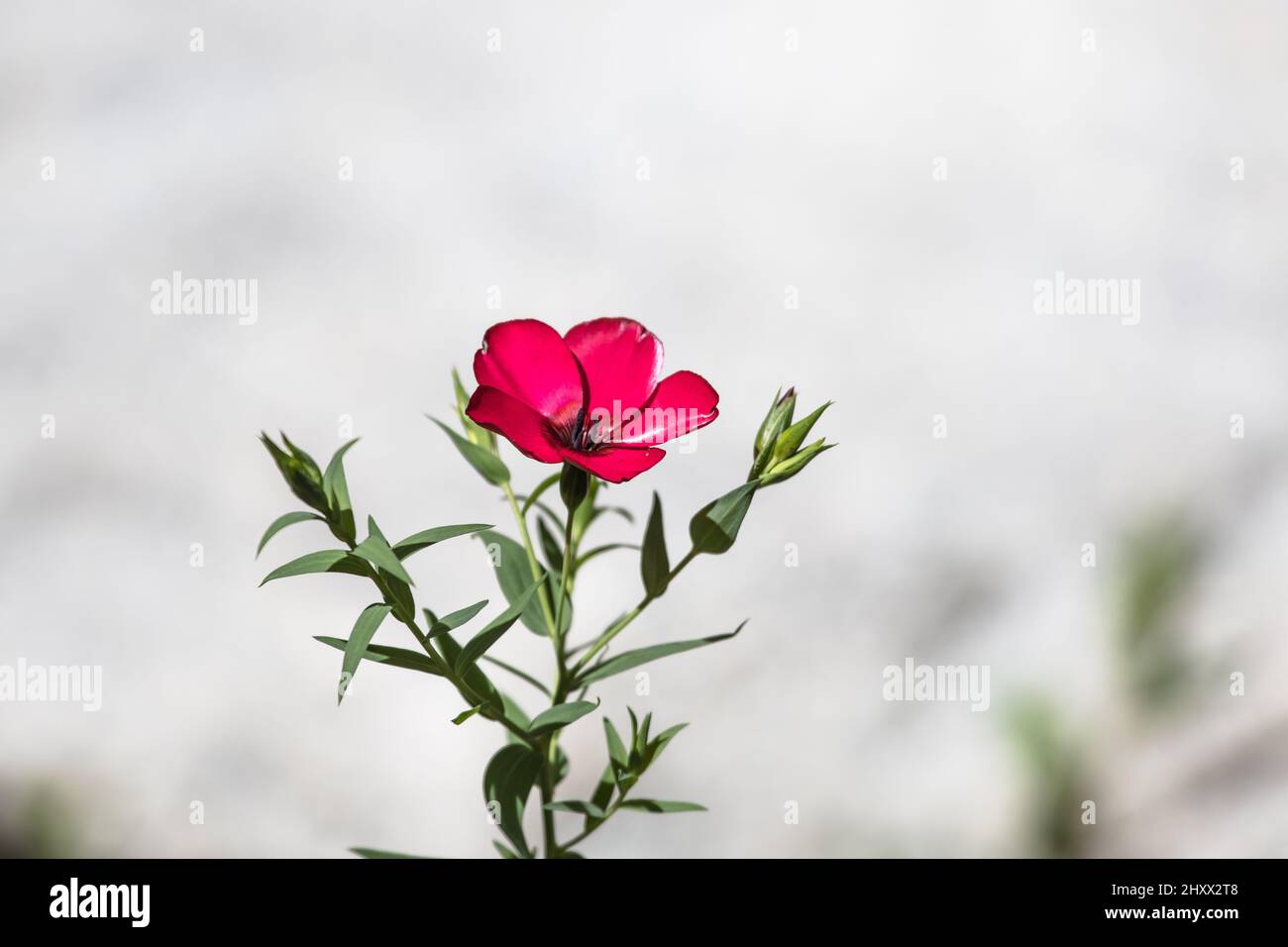 Linum grandiflorum . Une fleur sauvage de Californie communément connue sous le nom de lin écarlate, lin rouge et lin cramoisi. Culture dans un hedgerow de Californie du Sud. Banque D'Images