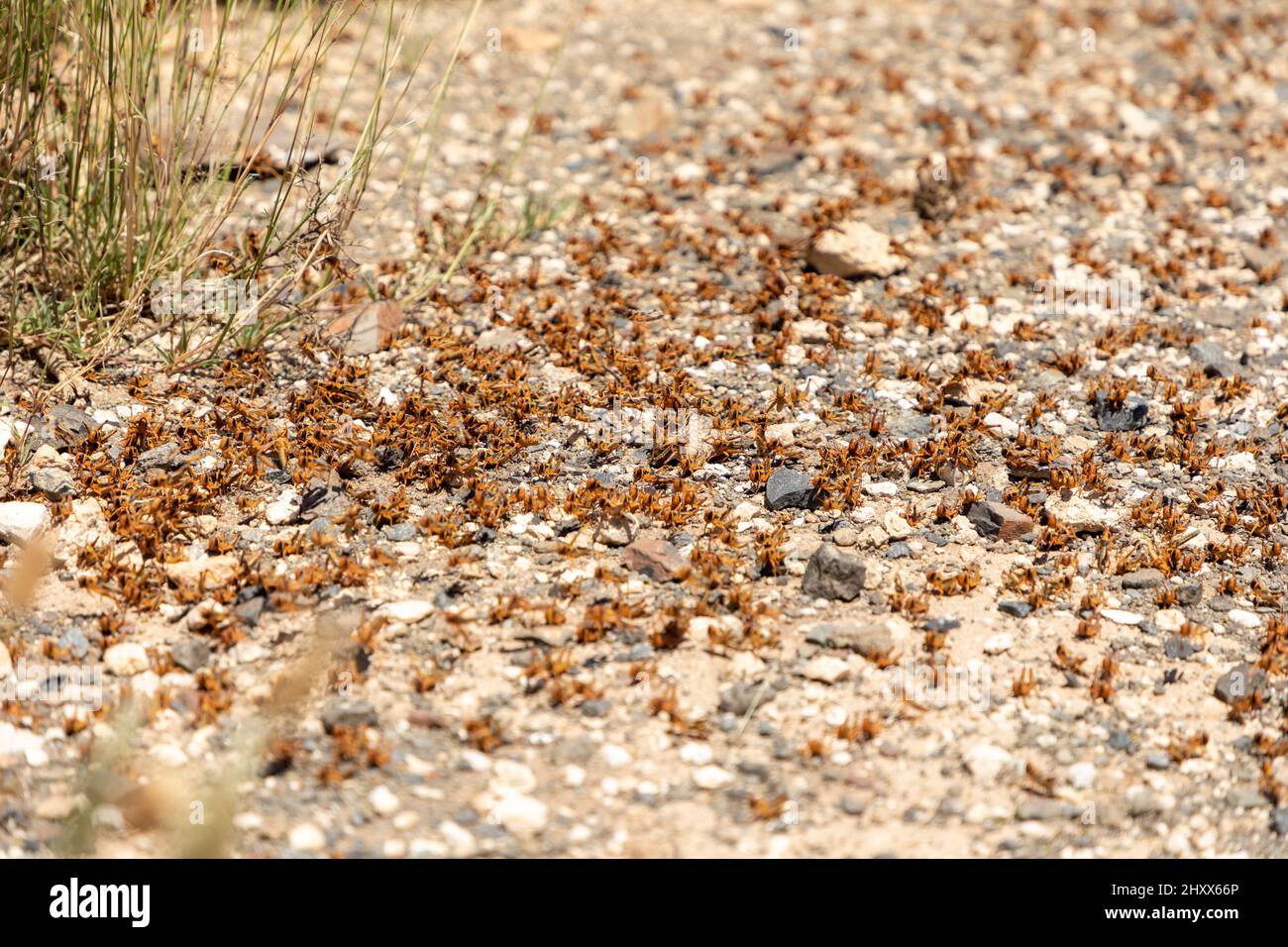 Accent sélectif sur un essaim de Locust. Le criquet pèlerin est un fléau dans la province du Cap Nord en Afrique du Sud durant les mois d'été. Banque D'Images