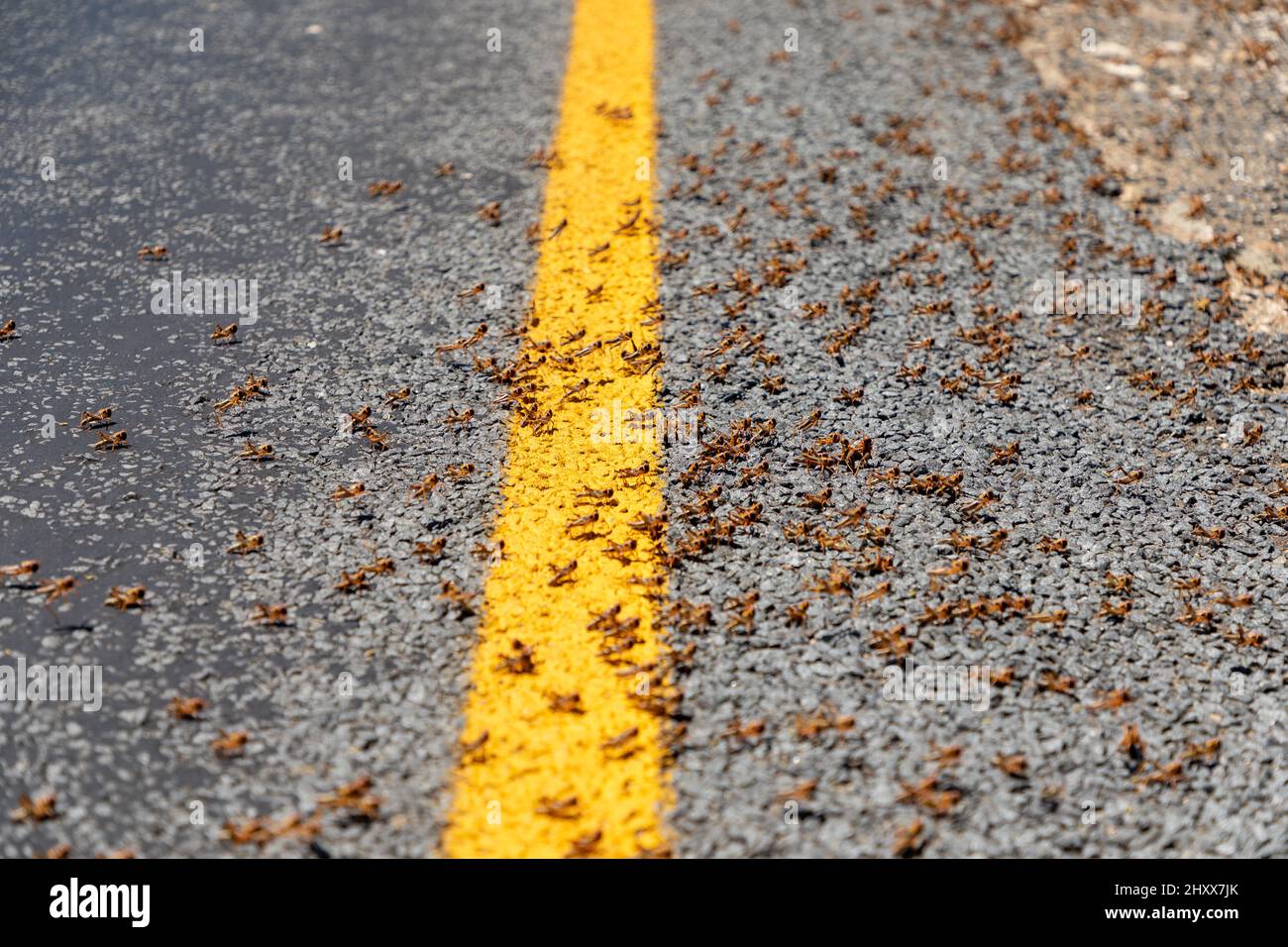 Criquet brun sur une route asphaltée dans la province du Cap Nord en Afrique du Sud. Banque D'Images