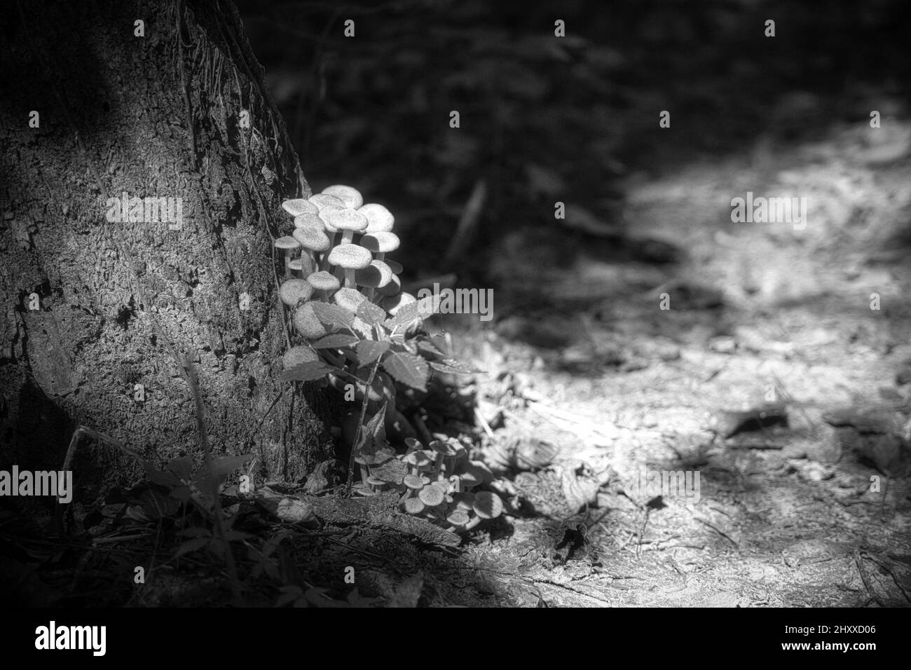 Cliché en échelle de gris de champignon coprinellus xanthothrix cultivé sous le tronc de l'arbre Banque D'Images