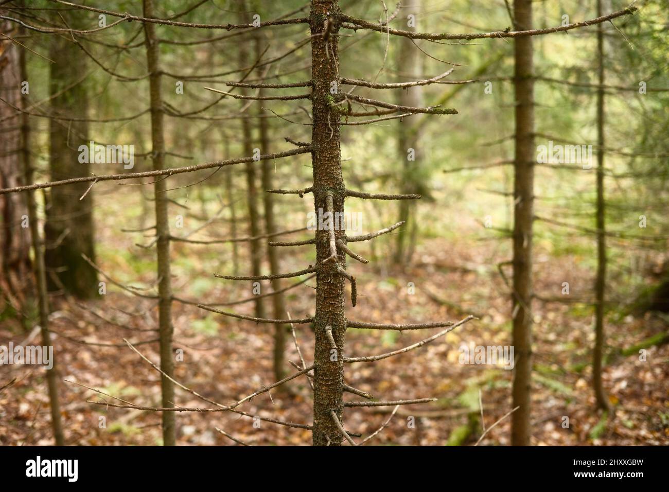 Arbres de conifères secs et morts en forêt. Troncs d'arbres secs. Banque D'Images