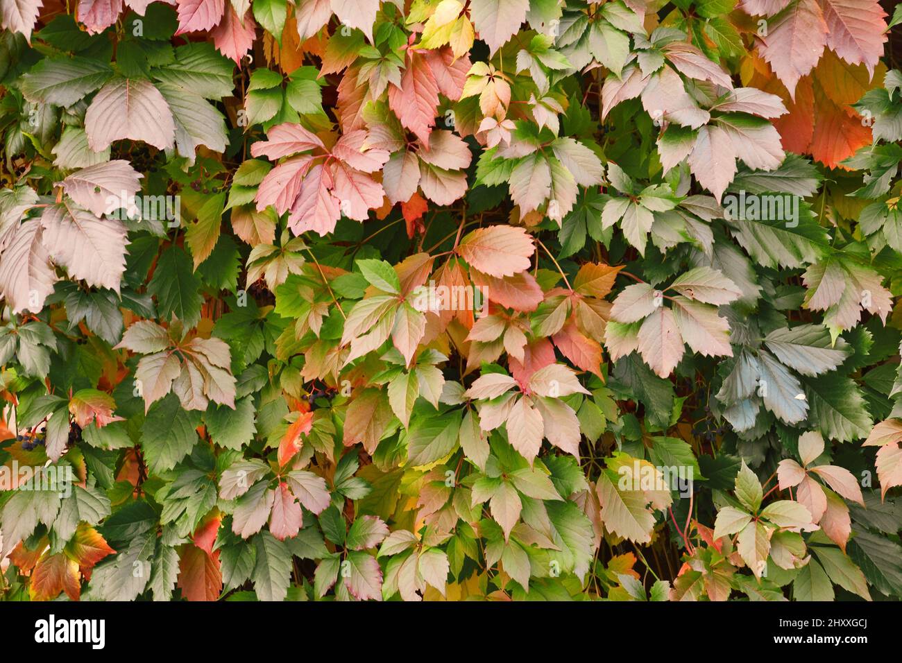 Mur recouvert par les feuilles de raisin sauvage. Couleurs d'automne feuillage. Fond naturel de l'usine d'escalade. Jardinage décoratif. Banque D'Images
