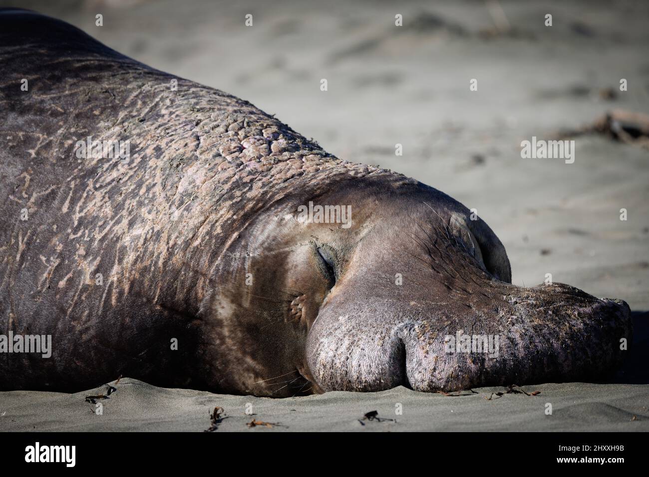 Phoque à l'éléphant dormant sur la plage de Drakes à point Reyes National Seashore Banque D'Images