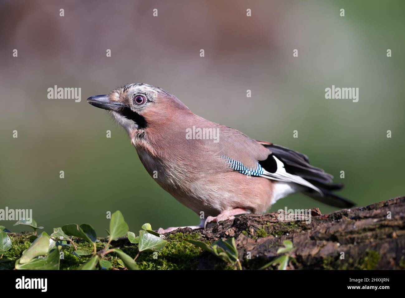 Le geai eurasien est une espèce d'oiseau de passereau de la famille des Corvidae. Il se produit sur une vaste région de l'Europe occidentale. Banque D'Images