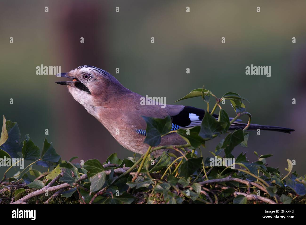 Le geai eurasien est une espèce d'oiseau de passereau de la famille des Corvidae. Il se produit sur une vaste région de l'Europe occidentale. Banque D'Images
