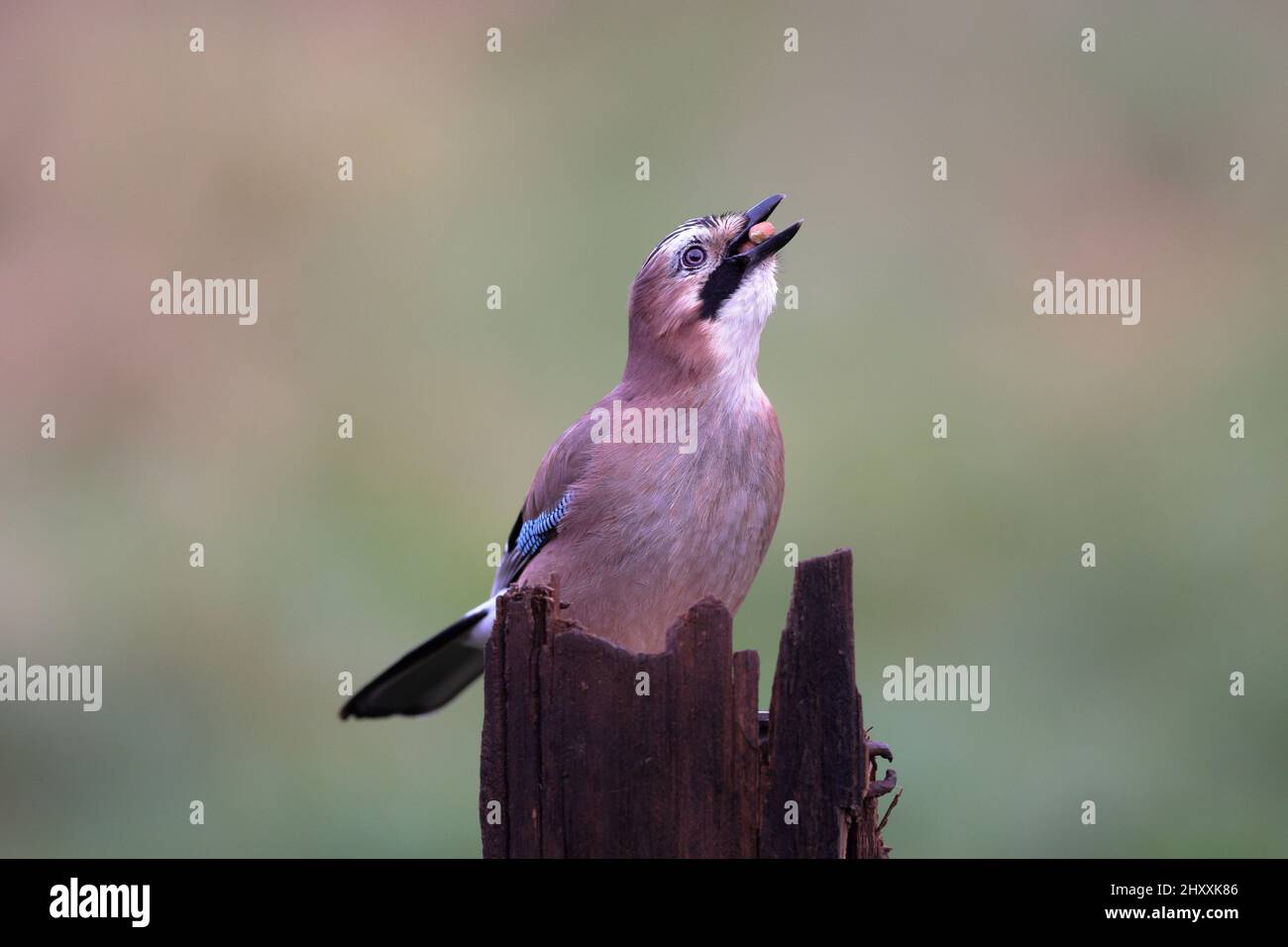 Le geai eurasien est une espèce d'oiseau de passereau de la famille des Corvidae. Il se produit sur une vaste région de l'Europe occidentale. Banque D'Images