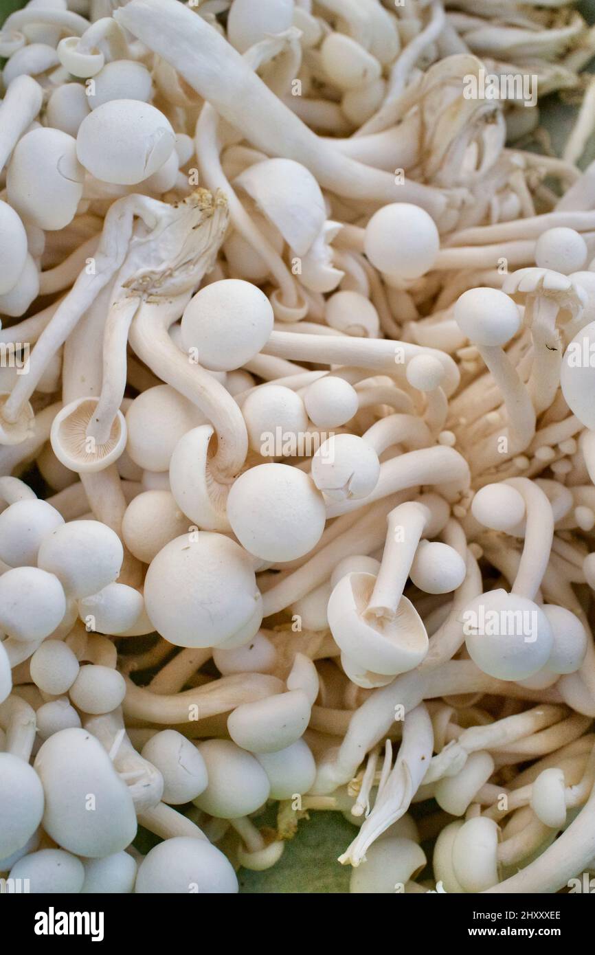 Champignons Shimeji ou champignons Beech ou champignons Alba Clamshell en bouquet. Plein format, photographie graphique. Marché agricole. Banque D'Images