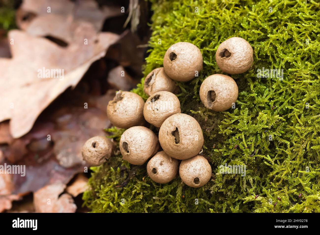 Belle photo de champignons de la forêt sur un arbre Banque D'Images