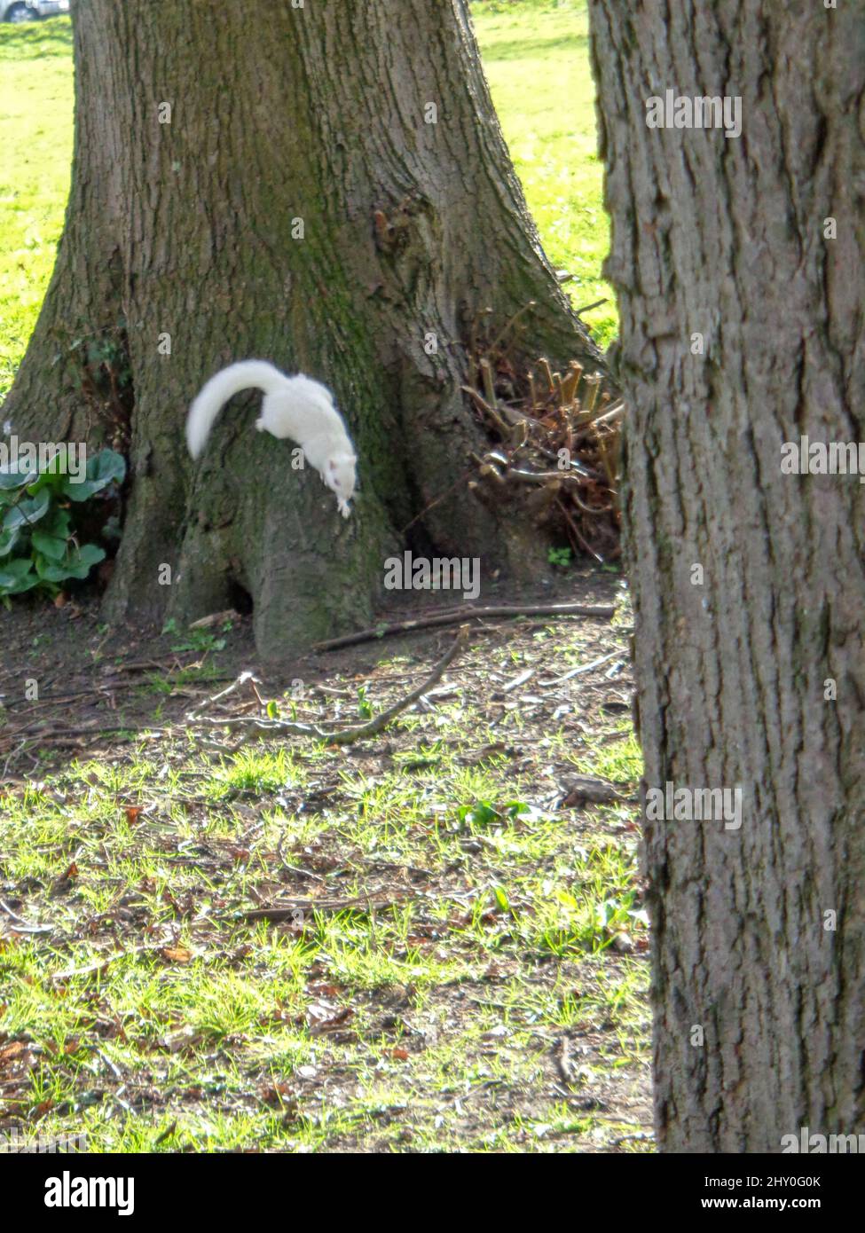 Albino Squirrel, écureuil blanc, à Beddington Park, Banque D'Images