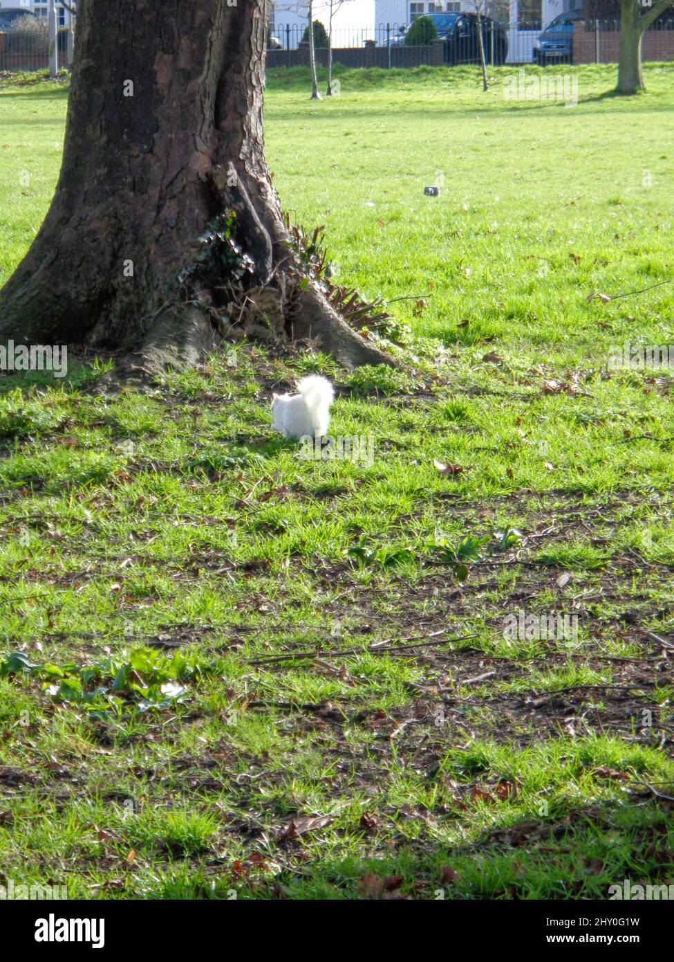 Albino Squirrel, écureuil blanc, à Beddington Park, Banque D'Images