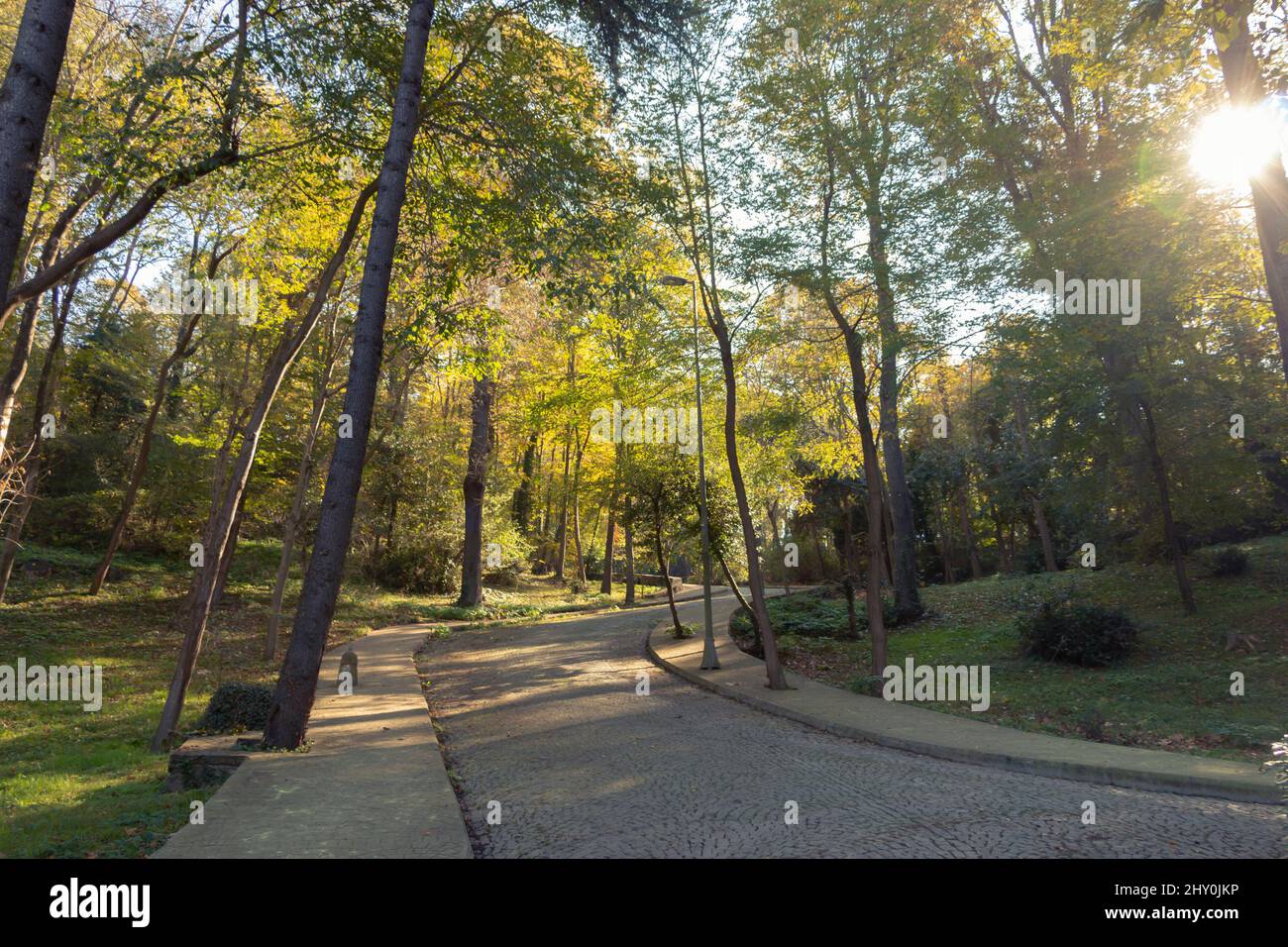 Le beau paysage d'une forêt verte pendant une belle journée ensoleillée avec de grands arbres, de l'herbe et de la mousse. Le paysage naturel de végétation luxuriante environ Banque D'Images