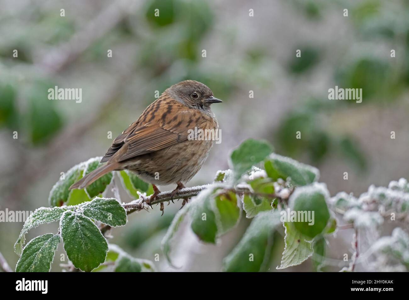 Dunnock-Prunella modularis perchée sur des briques recouvertes de givre. Banque D'Images