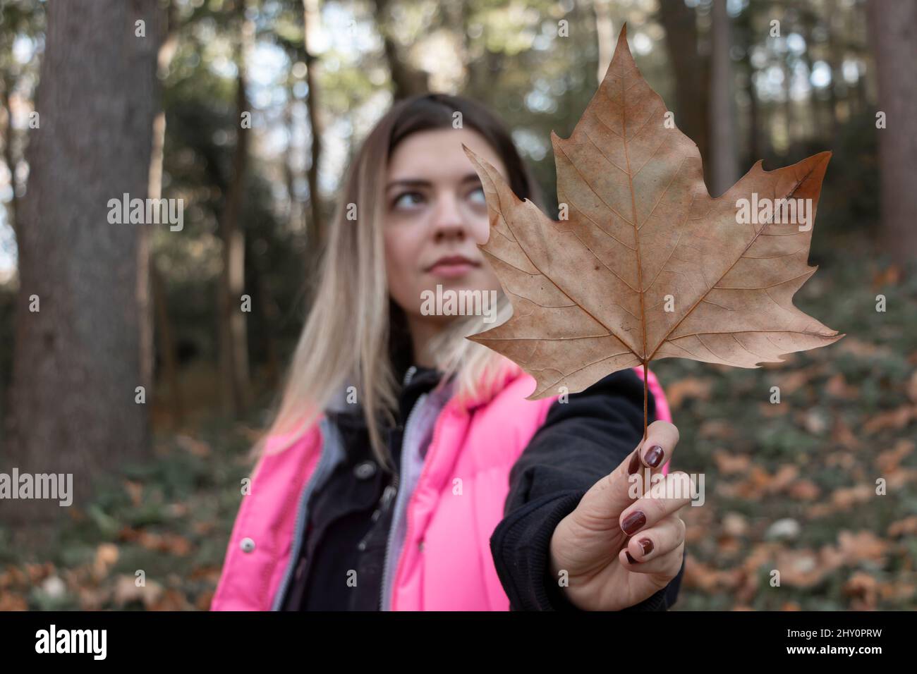 Femme tenant des feuilles d'automne dans la forêt souriant heureux et excité. Portrait d'une fille montrant des feuilles colorées. Feuillage forestier. Femme dans un manteau tendance. Banque D'Images