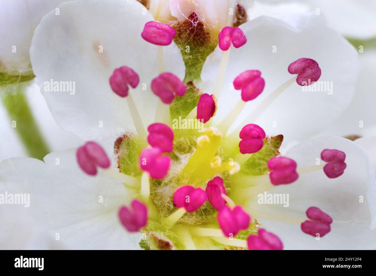 Anatomie de la plante. Anthère de la fleur, les grains de pollen sont visibles, la stigmatisation lobée du pistil contre le fond des pétales blancs. Ultra macro Banque D'Images