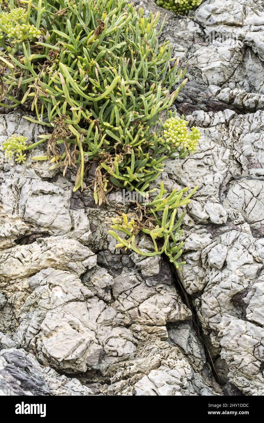 gros plan d'une plante qui grandit dans la fissure d'une roche sur une plage de marée personne Banque D'Images