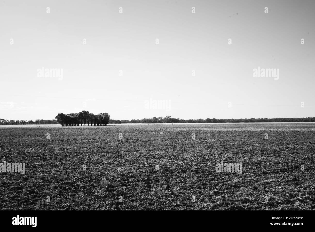 Échelle de gris d'une rangée d'arbres dans un champ en zone rurale Banque D'Images