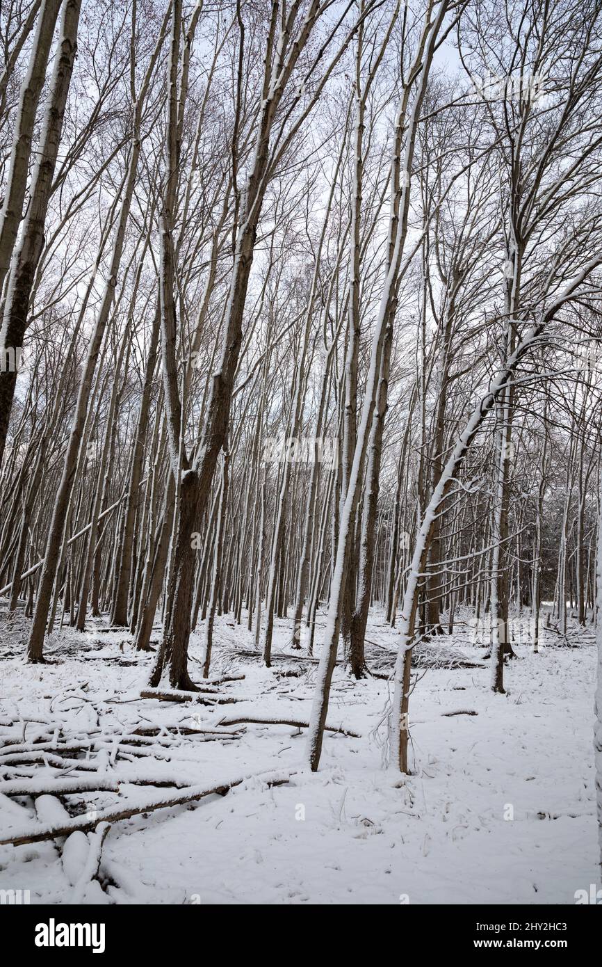 La neige a couvert de forêt d'hiver Banque D'Images