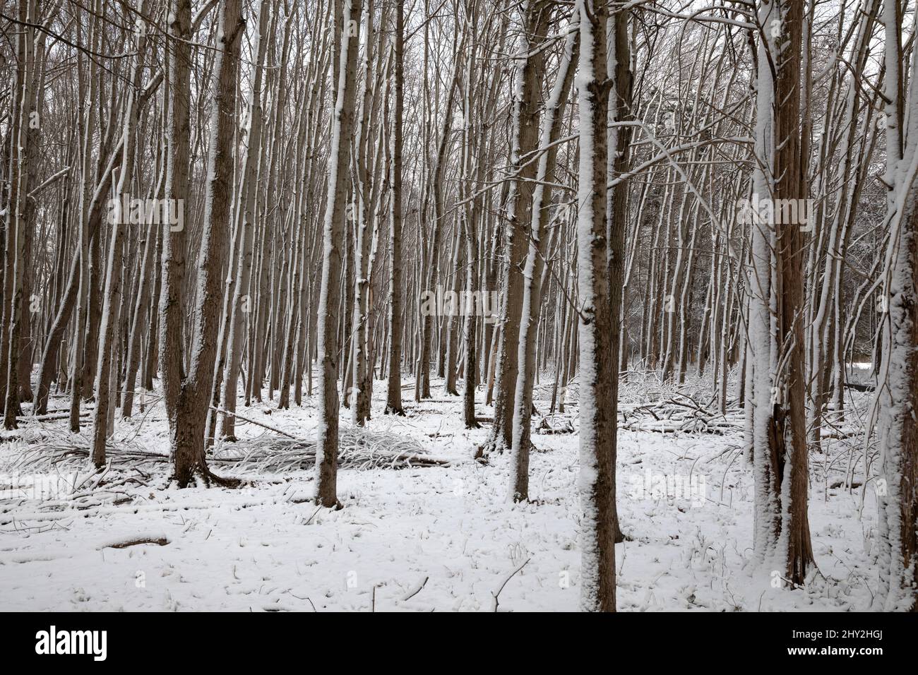 La neige a couvert de forêt d'hiver Banque D'Images