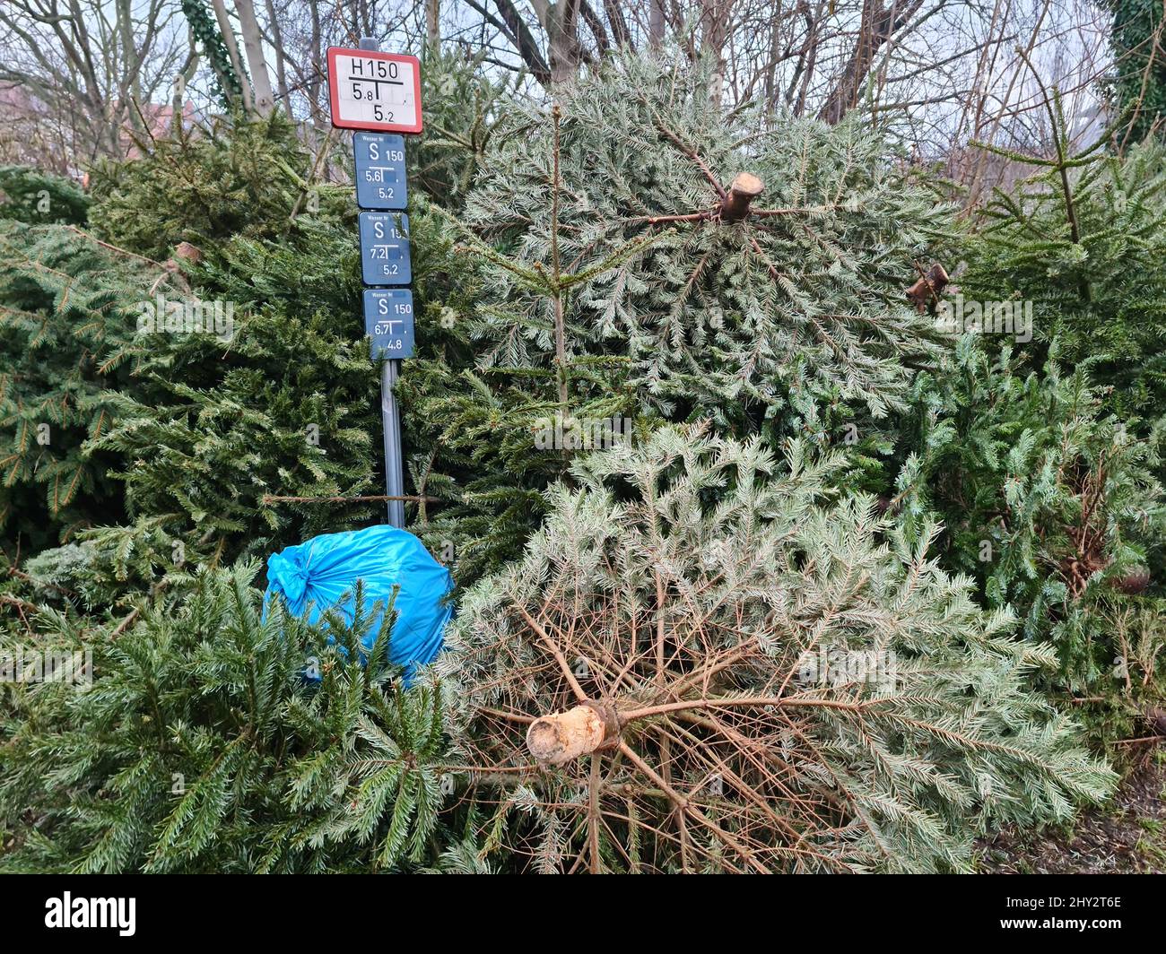 Pile de pins fraîchement coupés à utiliser comme arbre de Noël Banque D'Images