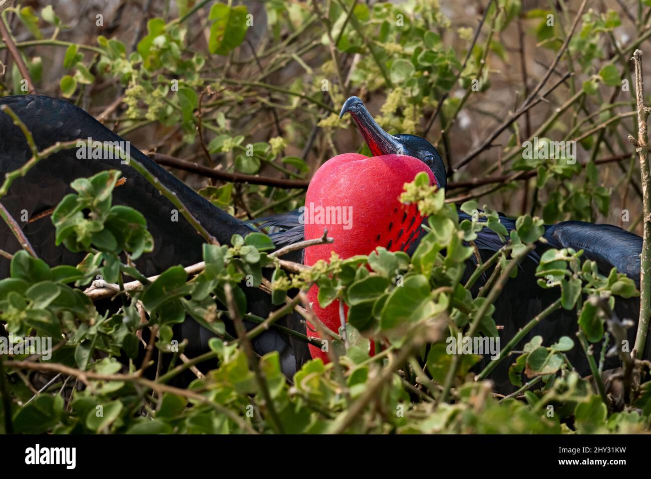 Homme magnifique Frigatebird (Fregata Magnificens) avec son Gular sac gonflé sur l'île de Lobos (Isla Lobos), San Cristóbal, Galápagos, Equateur Banque D'Images