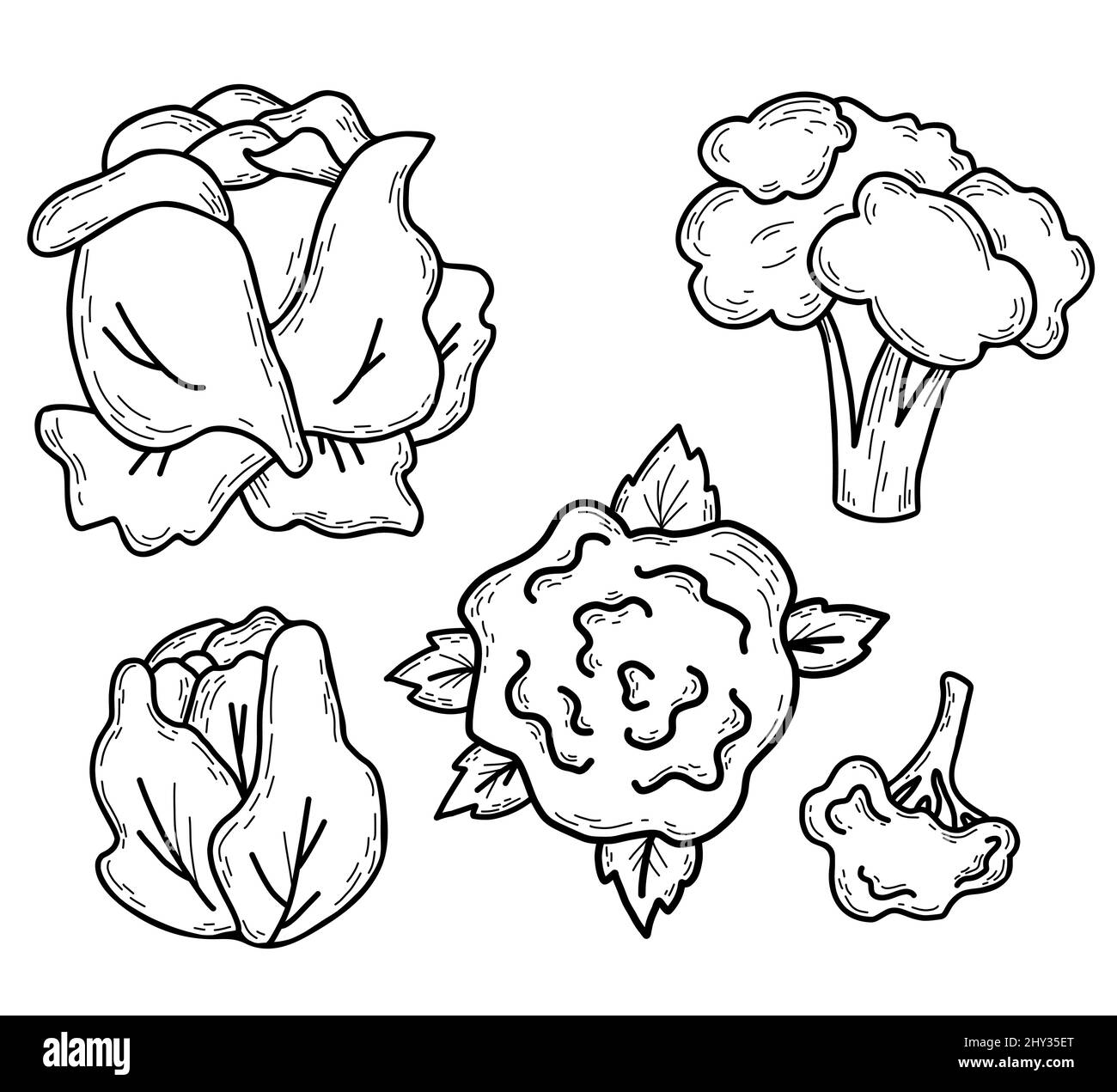 Ensemble de choux vectorisés à la main. Beau légume blanc, brocoli et chou-fleur. Illustration vectorielle. Style de caniche linéaire dessiné à la main pour un design élégant Illustration de Vecteur