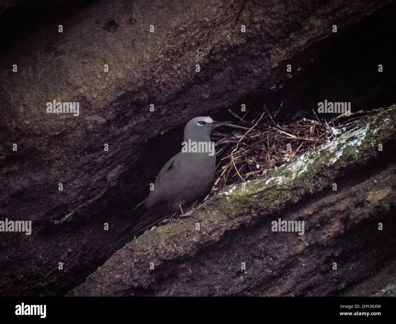 Hochement de tête brun avec nid sur une falaise à Isla Isabela, Galapagos, Equateur Banque D'Images
