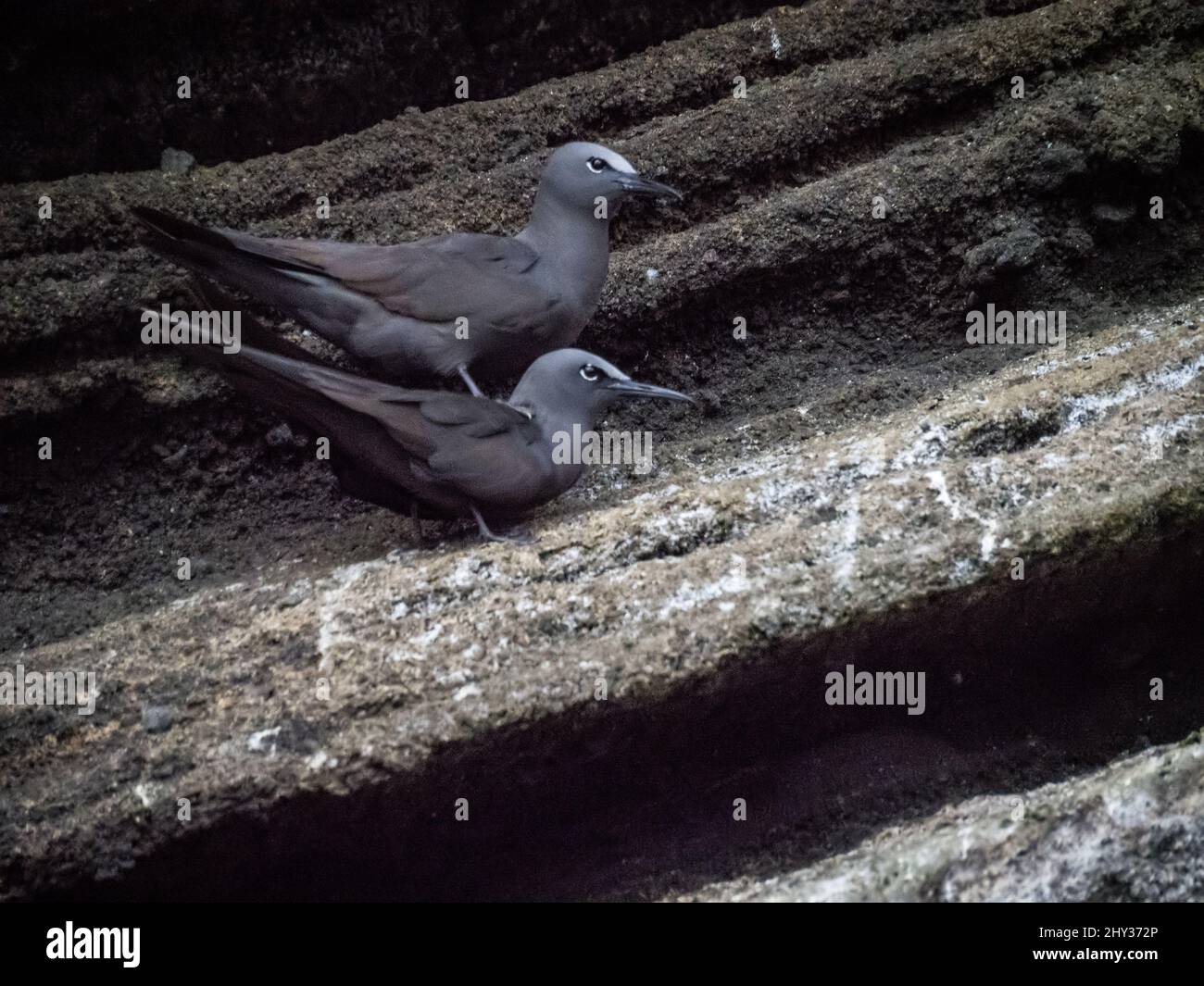 Noddies brunes accouplement - Isla Isabela, Galapagos, Equateur Banque D'Images