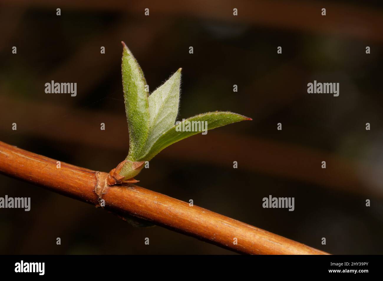 petite feuille jeune sur une branche au printemps Banque D'Images