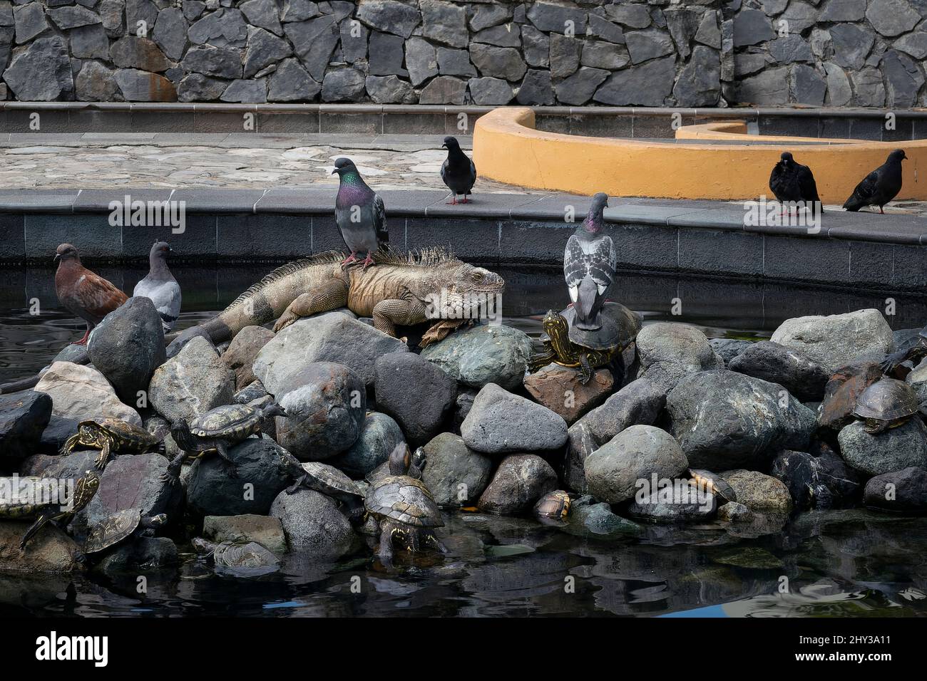 Étang avec tortues, Pigeons et Iguana dans le parc Seminario (Parque Seminario), Guayaquil, Equateur Banque D'Images