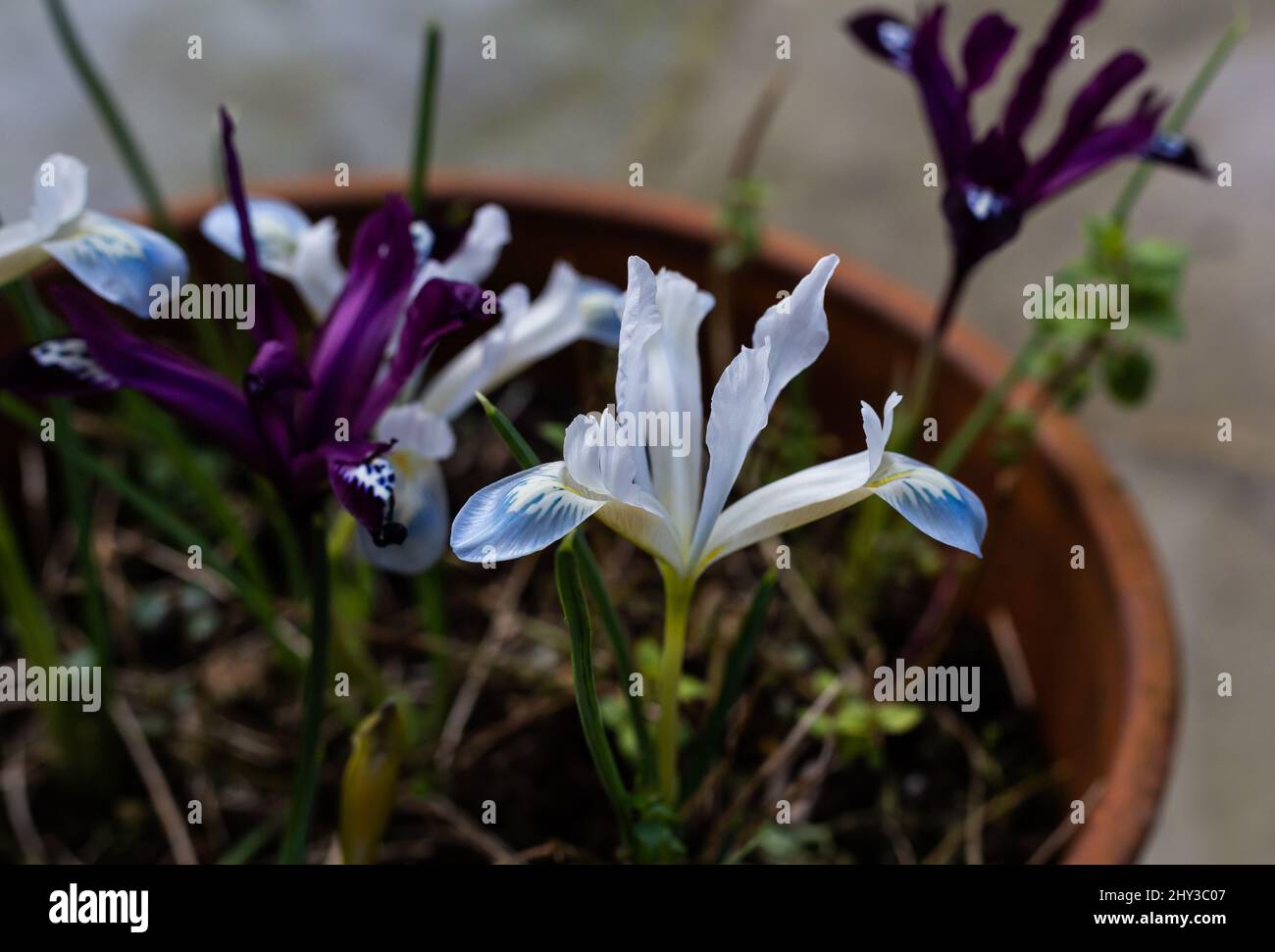 Iris reticulata 'planète gelée' Banque D'Images