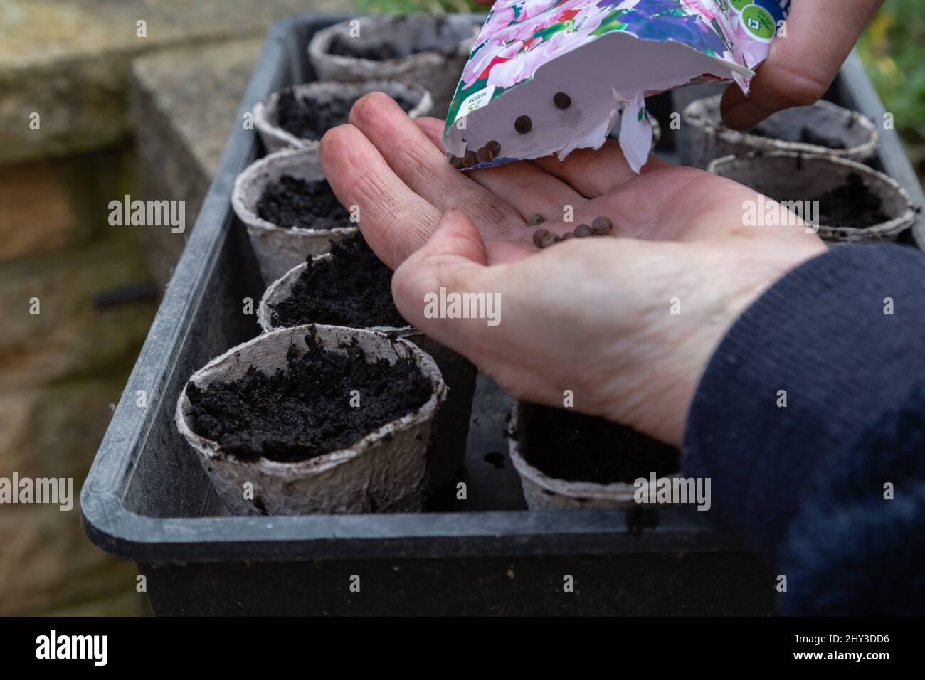 Semis de petits pois. Les graines sont vidées d'un paquet et plantées dans des pots de graines de fibres. Banque D'Images