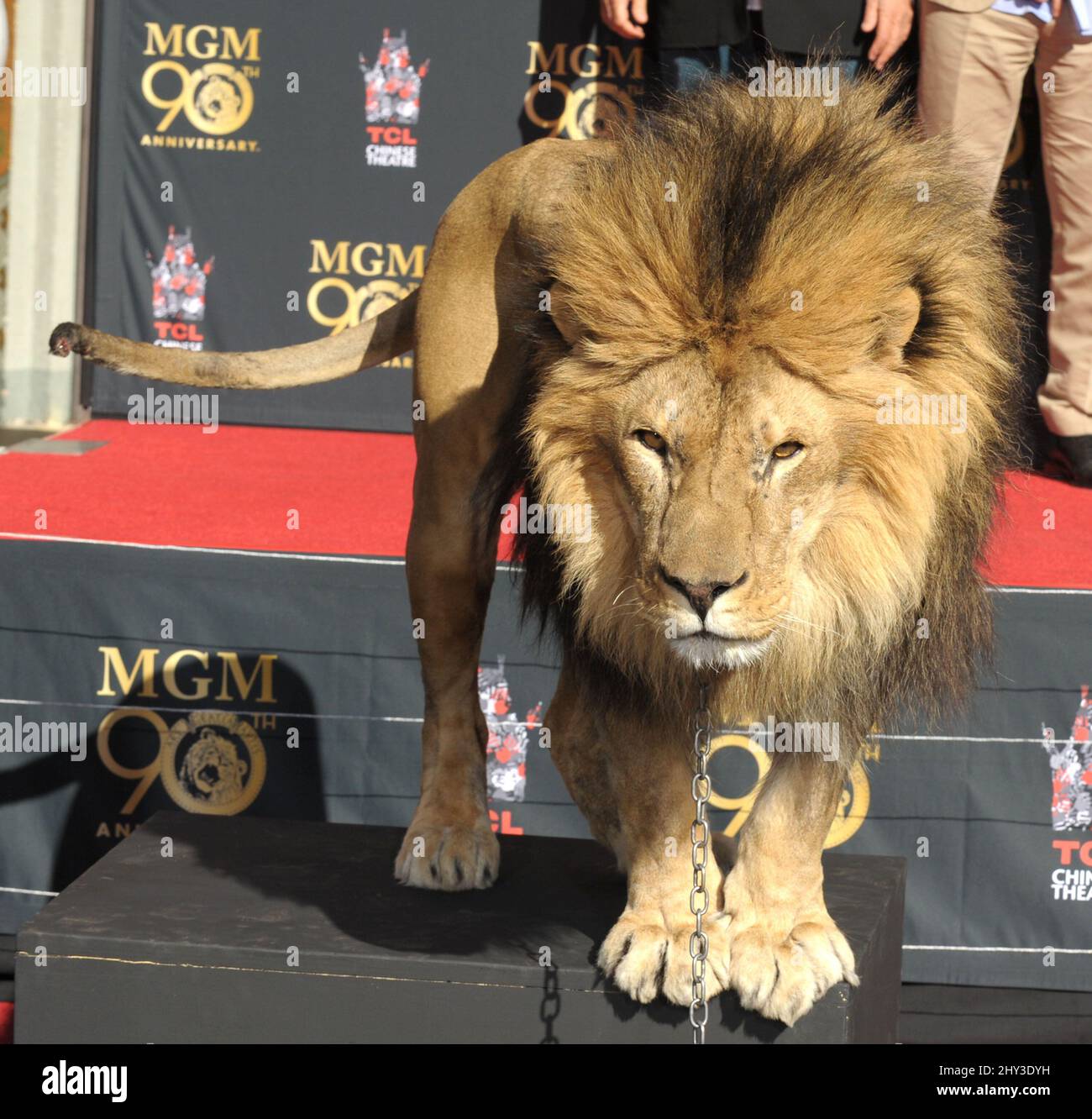 Leo le Lion assiste au Metro-Goldwyn-Mayer qui a donné le coup d'envoi de leur anniversaire de 90th avec Sylvester Stallone et Gary Barber, président et chef de la direction de MGM, qui se sont joints à Leo le Lion lors de sa cérémonie d'impression Paw au TCL Chinese Theatre, à Hollywood, en Californie, le 22 janvier 2014. Banque D'Images