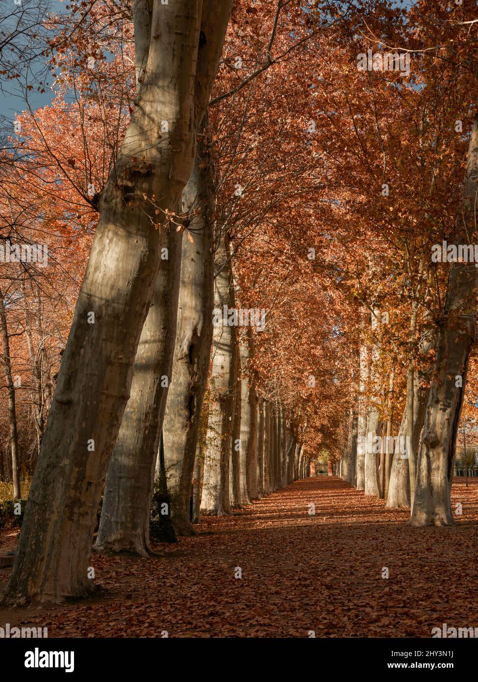 Arbres avec feuilles rouges d'automne dans le jardin de Isla de Aranjuez, Madrid, Espagne, Europe Banque D'Images