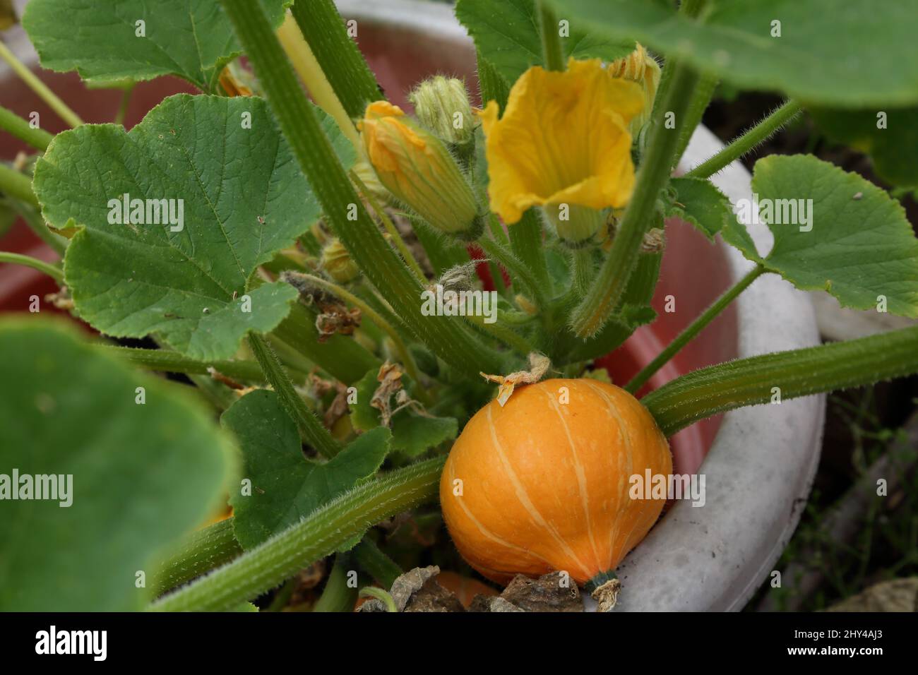 Courge japonaise poussant dans le pot Banque D'Images