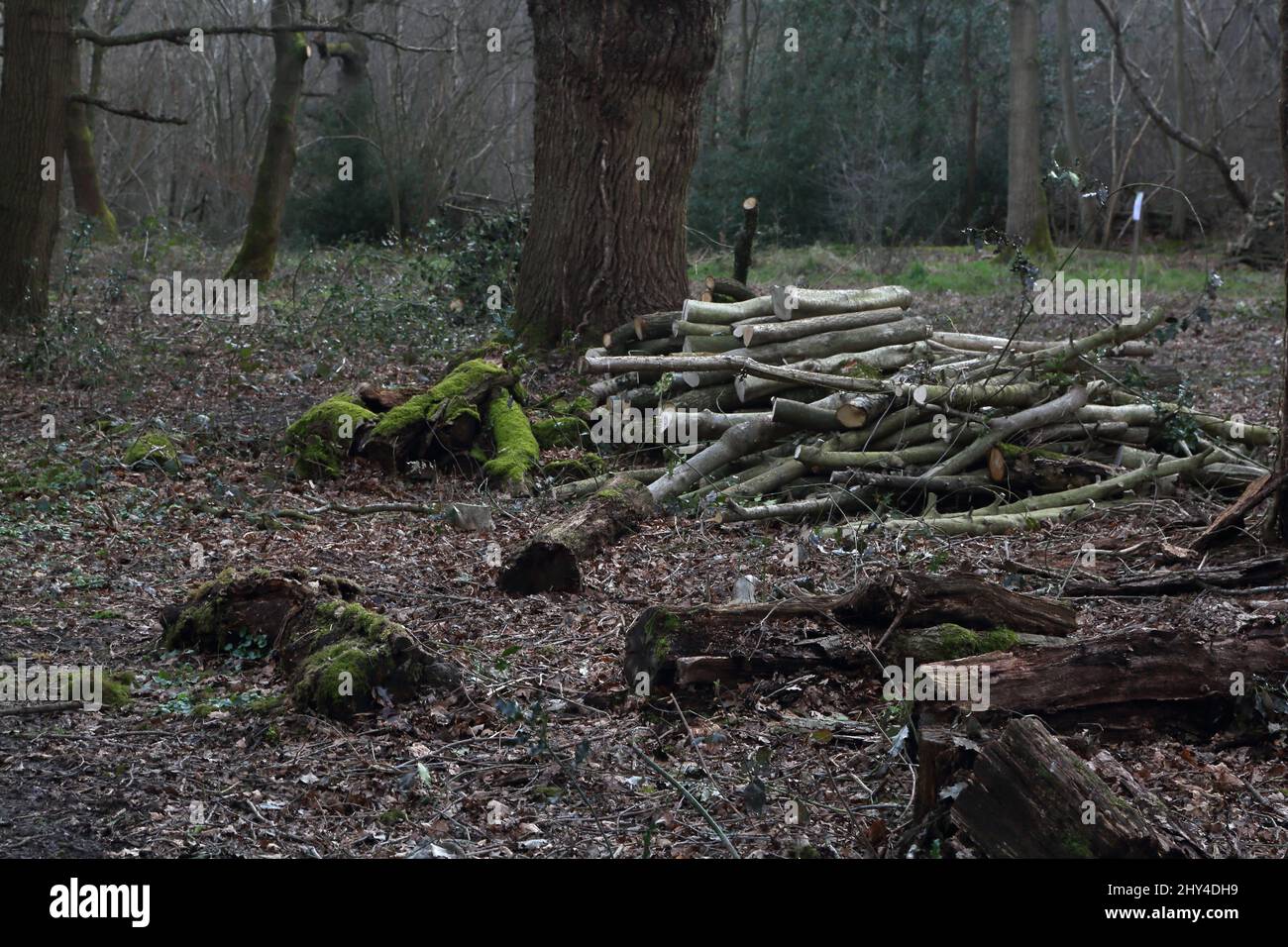 Epsom Surrey Angleterre Epsom Réserve naturelle locale commune Hazelwood Coppiting Woodland Management Banque D'Images